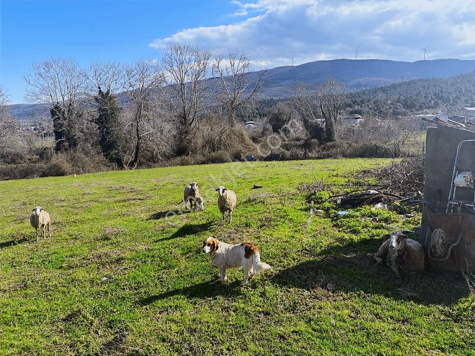 Karacabey Bayramdere ' De Boğaz'a Yakın 8 Dönüm Tarla - Görsel 15