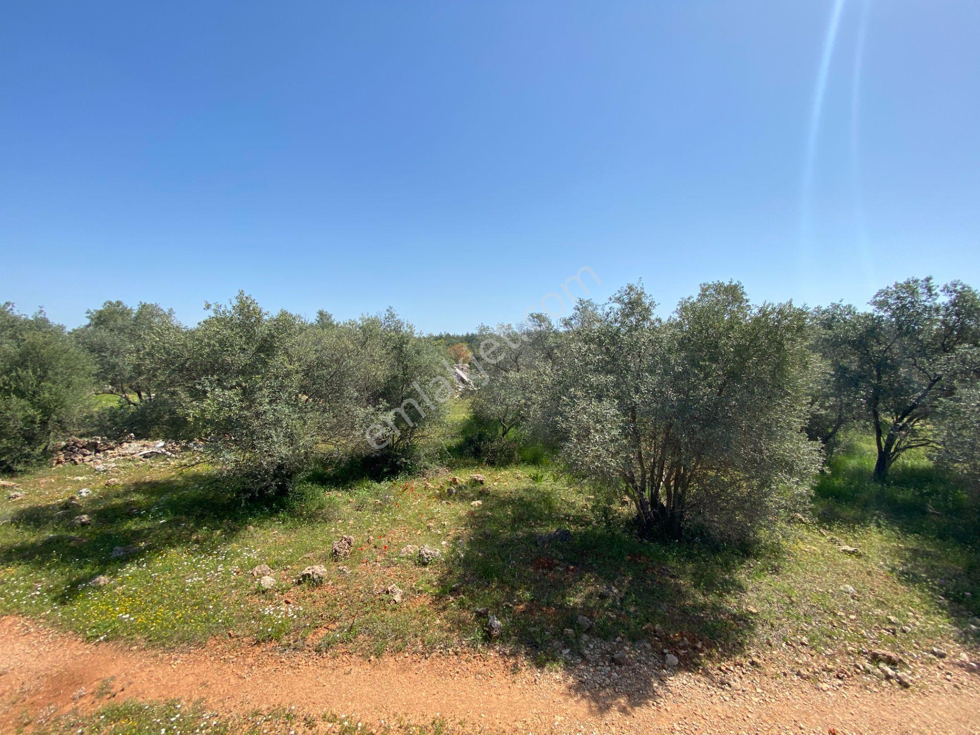 Kepez Çamlıca'da Satılık Zeytin Bahçeli Arazi (4413 M²) - Görsel 10