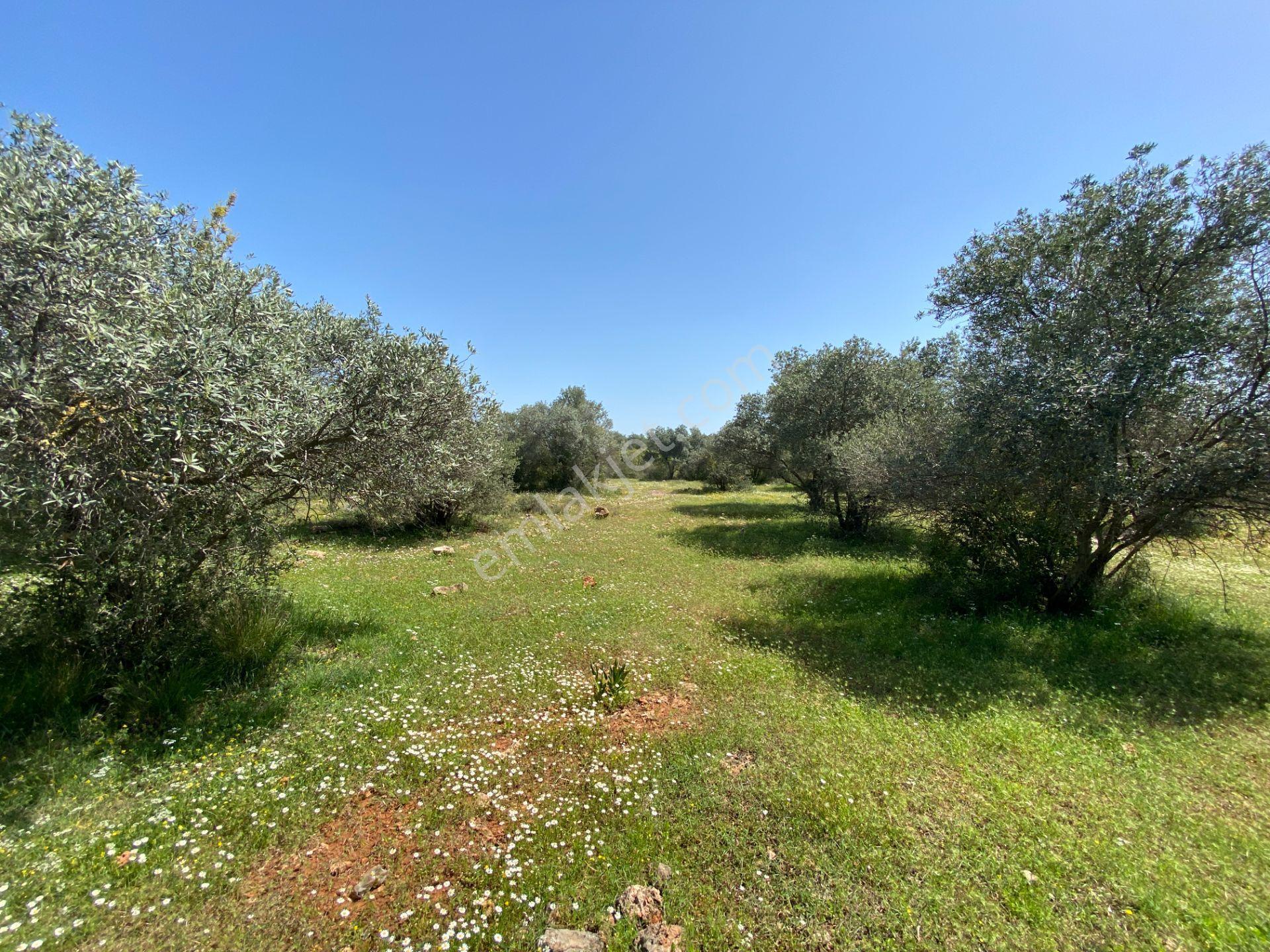 Kepez Çamlıca'da Satılık Zeytin Bahçeli Arazi (4413 M²) - Görsel 14
