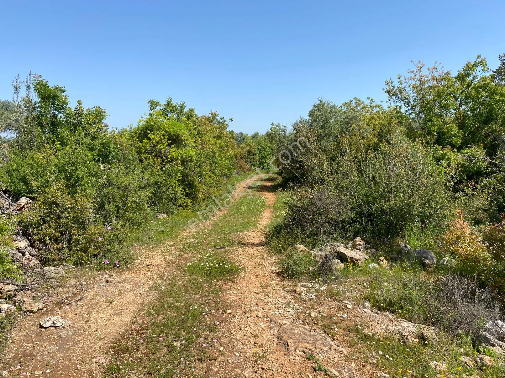 Kepez Çamlıca'da Satılık Zeytin Bahçeli Arazi (4413 M²)