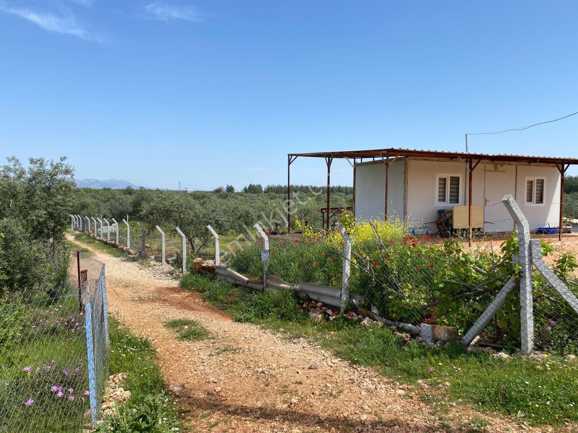 Kepez Çamlıca'da Satılık Zeytin Bahçeli Arazi (4413 M²) - Görsel 21