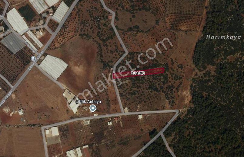 Kepez Çamlıca'da Satılık Zeytin Bahçeli Arazi (4413 M²) - Görsel 29