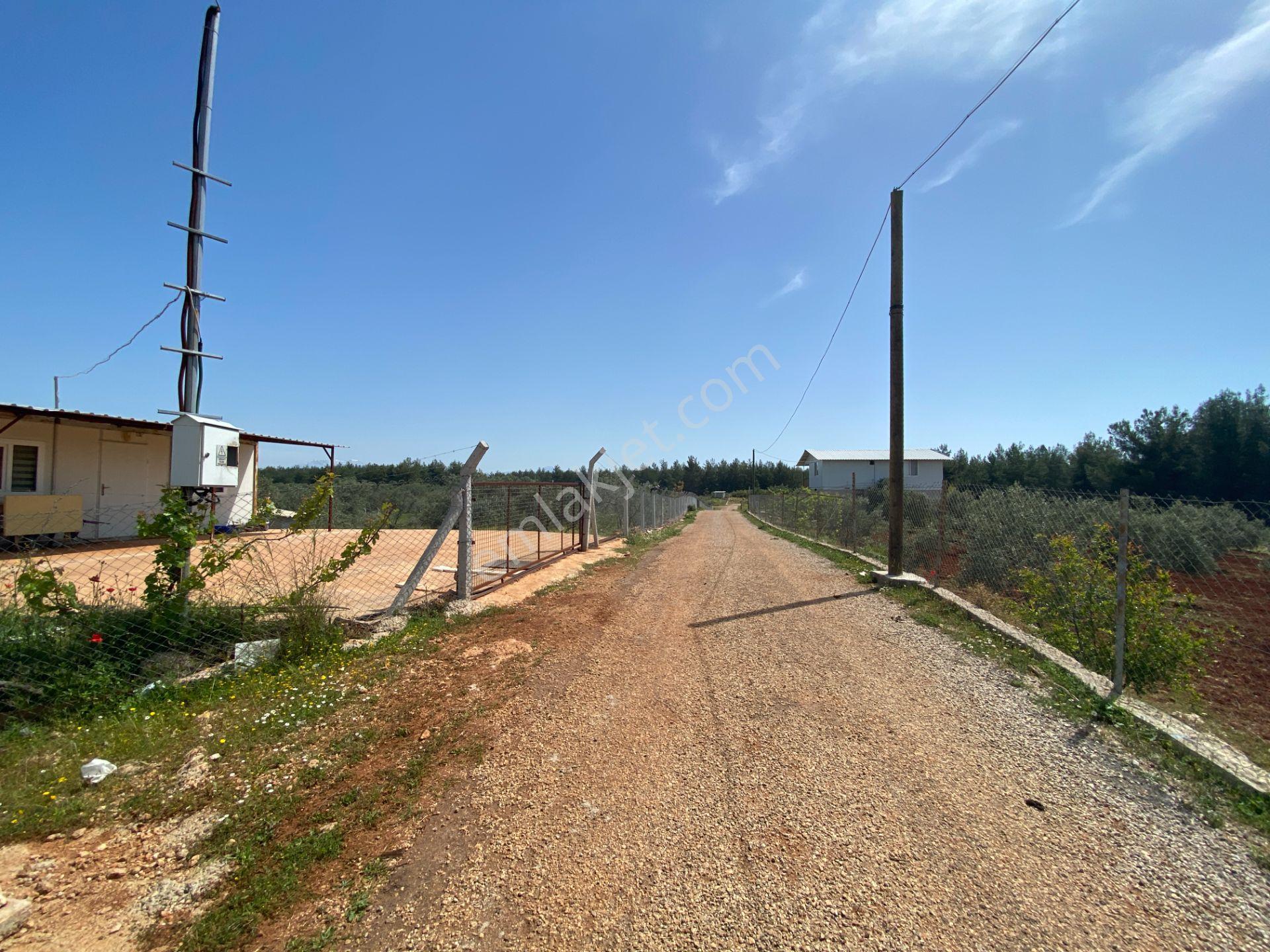Kepez Çamlıca'da Satılık Zeytin Bahçeli Arazi (4413 M²) - Görsel 19