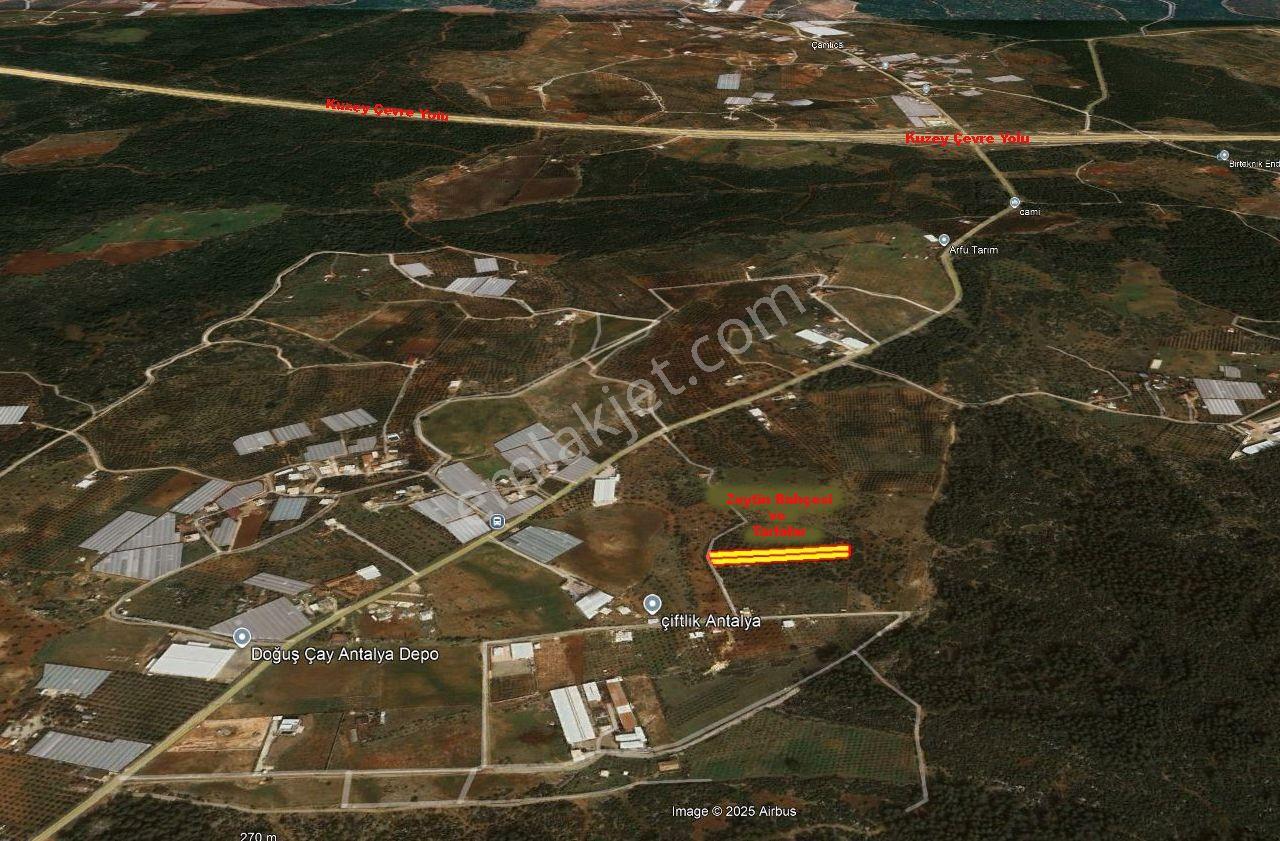 Kepez Çamlıca'da Satılık Zeytin Bahçeli Arazi (4413 M²) - Görsel 22