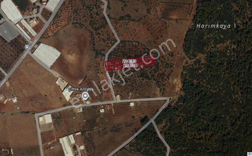 Kepez Çamlıca'da Satılık Zeytin Bahçeli Arazi (4413 M²) - Görsel 28