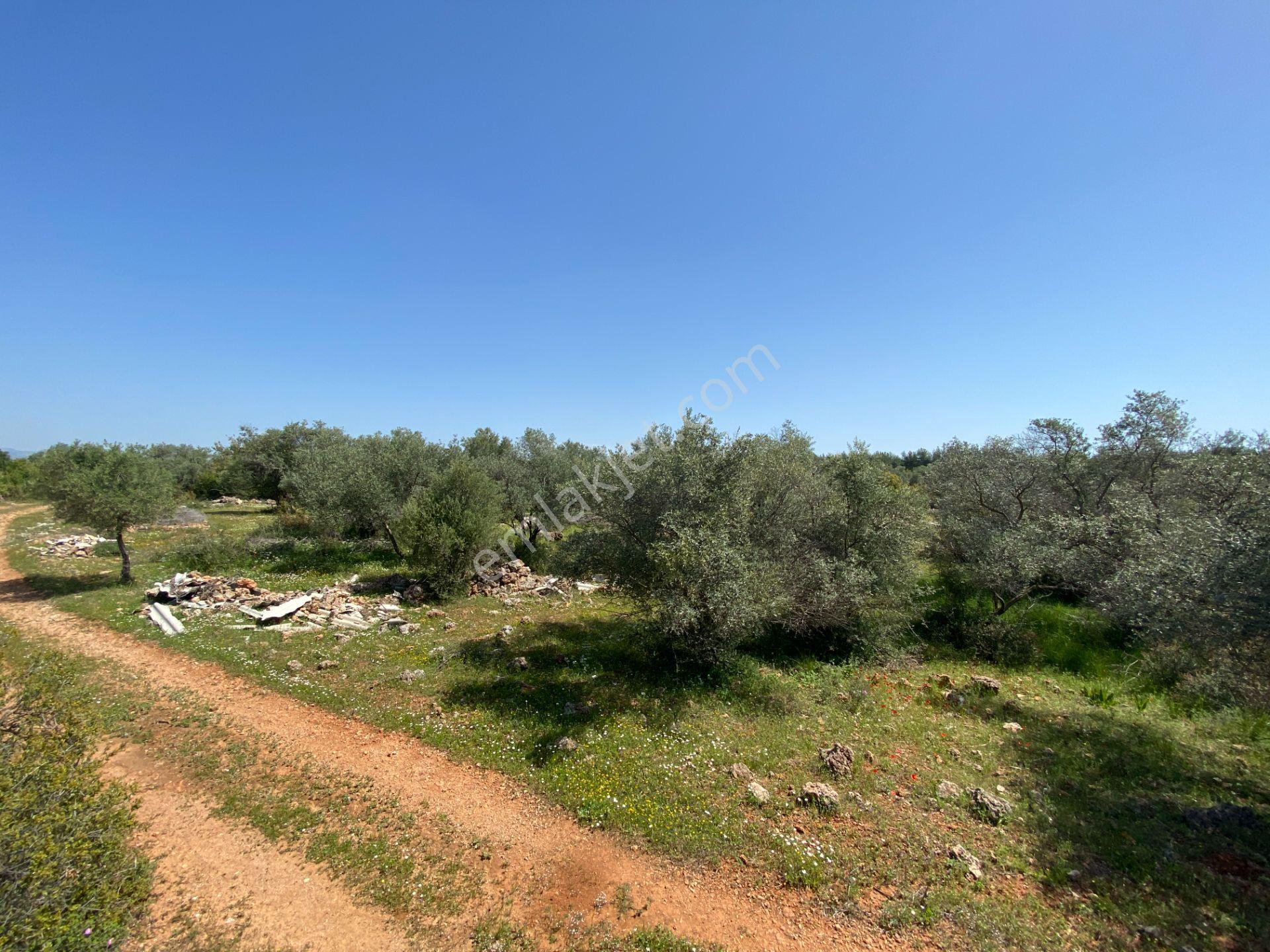 Kepez Çamlıca'da Satılık Zeytin Bahçeli Arazi (4413 M²) - Görsel 11