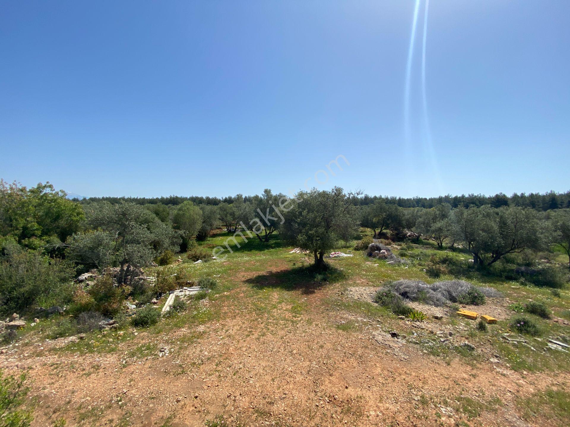 Kepez Çamlıca'da Satılık Zeytin Bahçeli Arazi (4413 M²) - Görsel 6