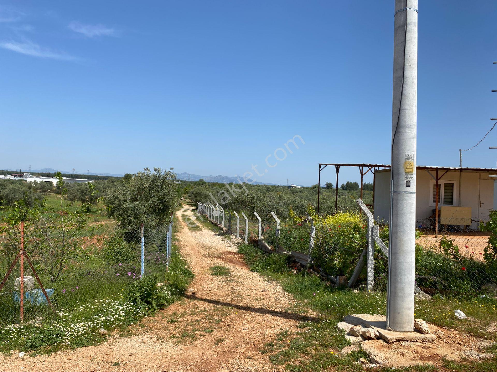 Kepez Çamlıca'da Satılık Zeytin Bahçeli Arazi (4413 M²) - Görsel 18