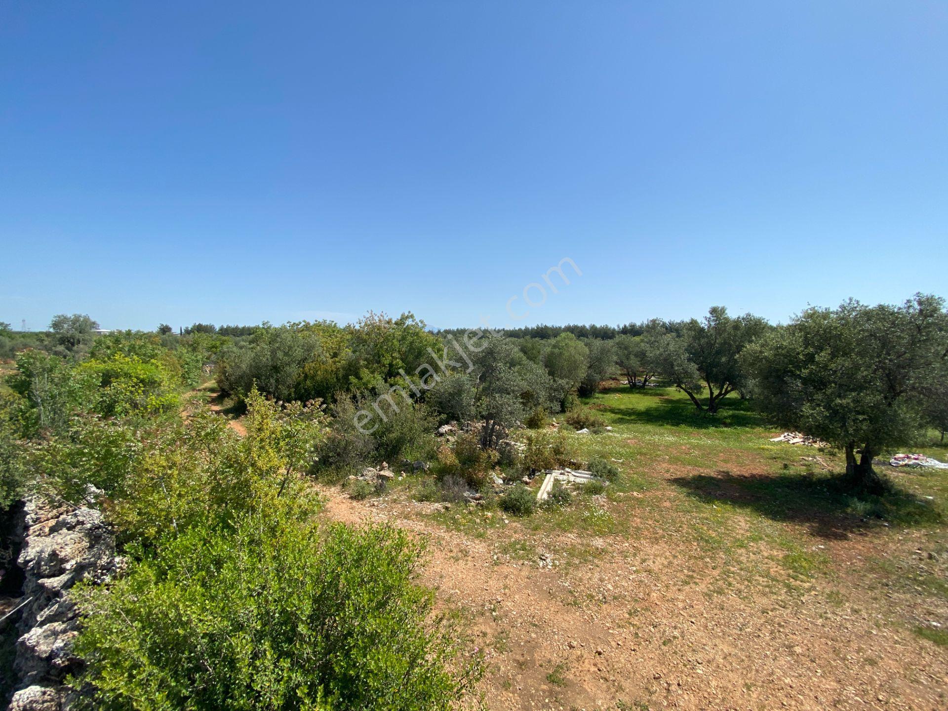 Kepez Çamlıca'da Satılık Zeytin Bahçeli Arazi (4413 M²) - Görsel 7