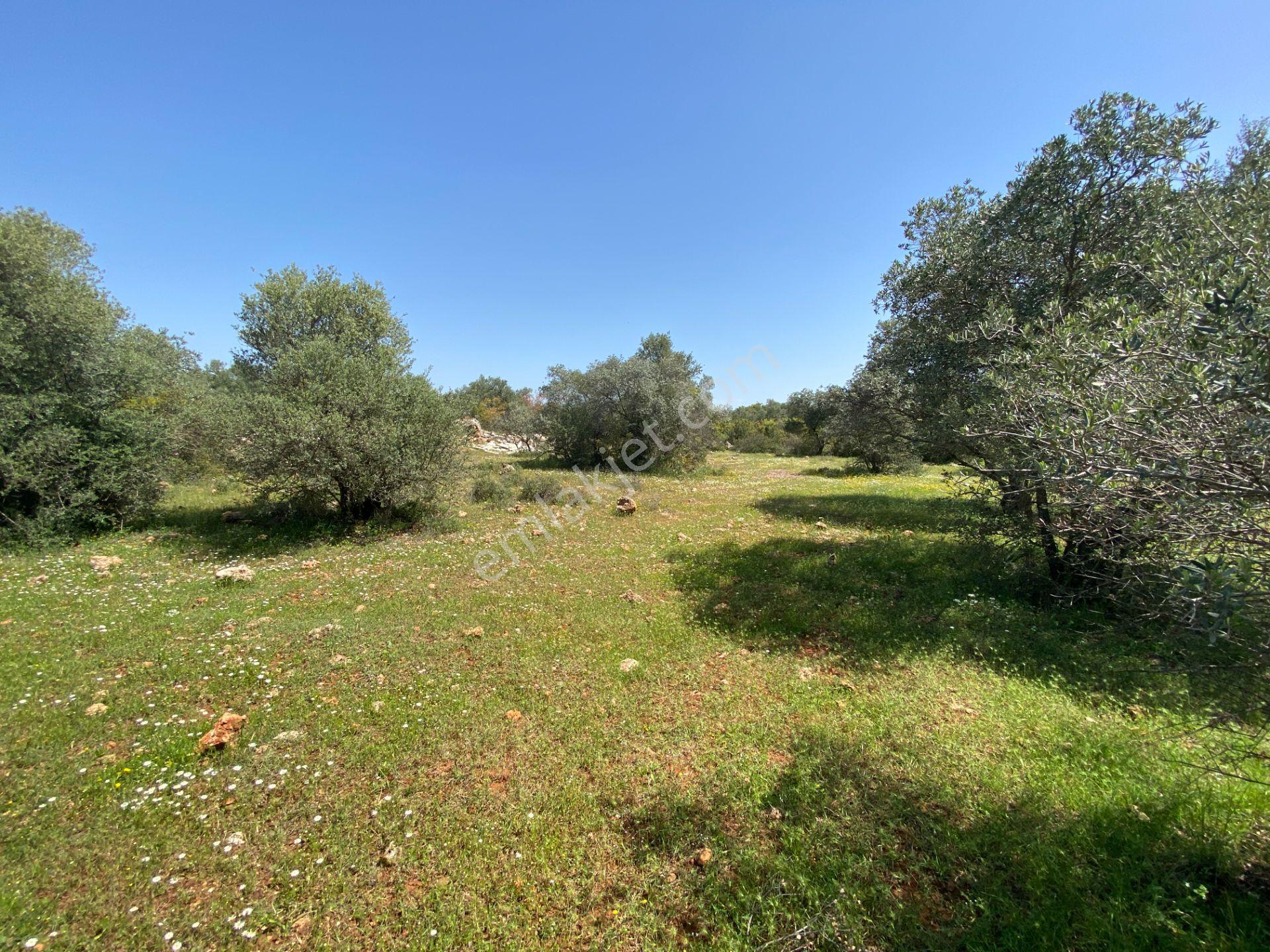 Kepez Çamlıca'da Satılık Zeytin Bahçeli Arazi (4413 M²) - Görsel 15