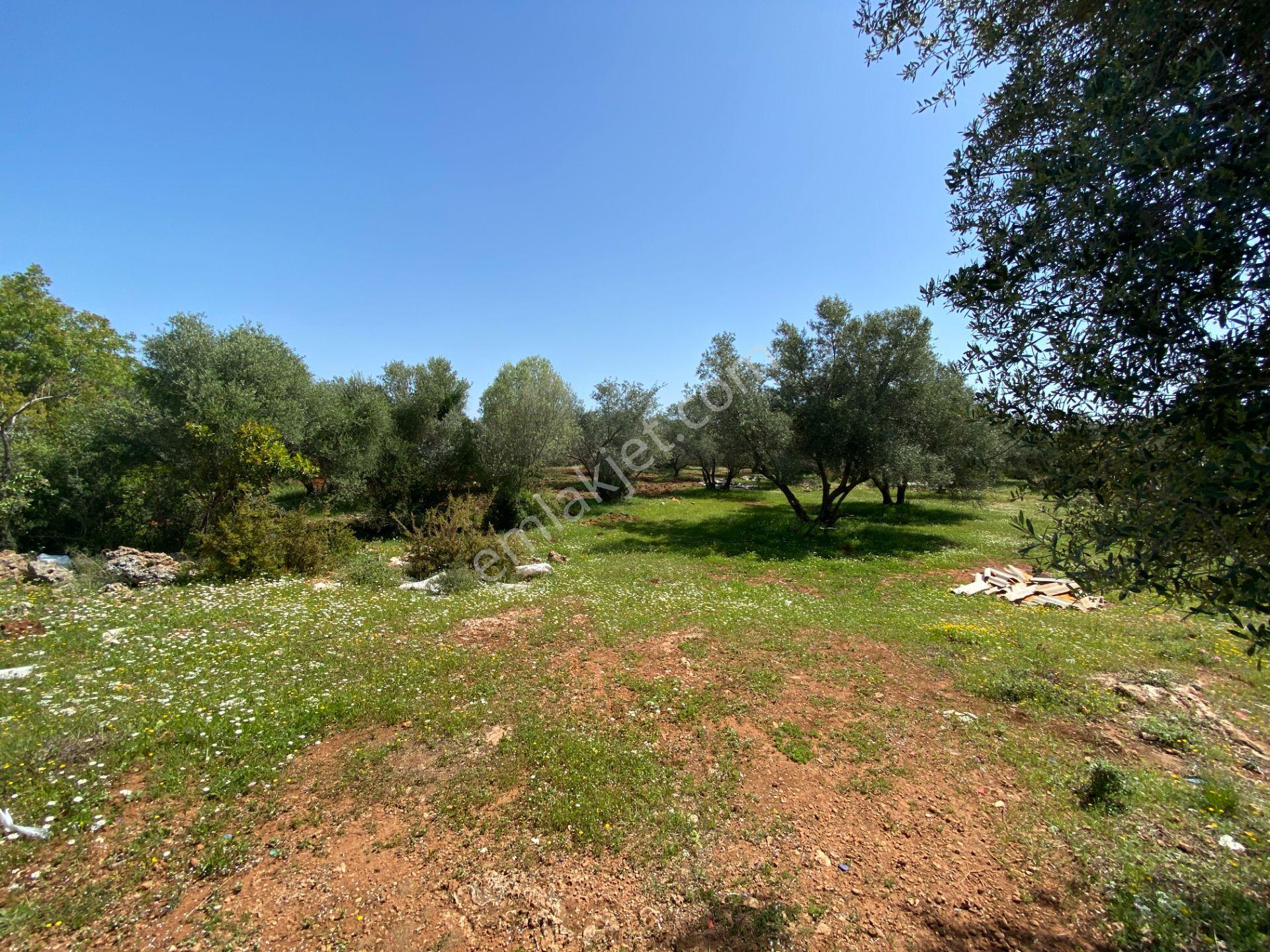 Kepez Çamlıca'da Satılık Zeytin Bahçeli Arazi (4413 M²) - Görsel 2