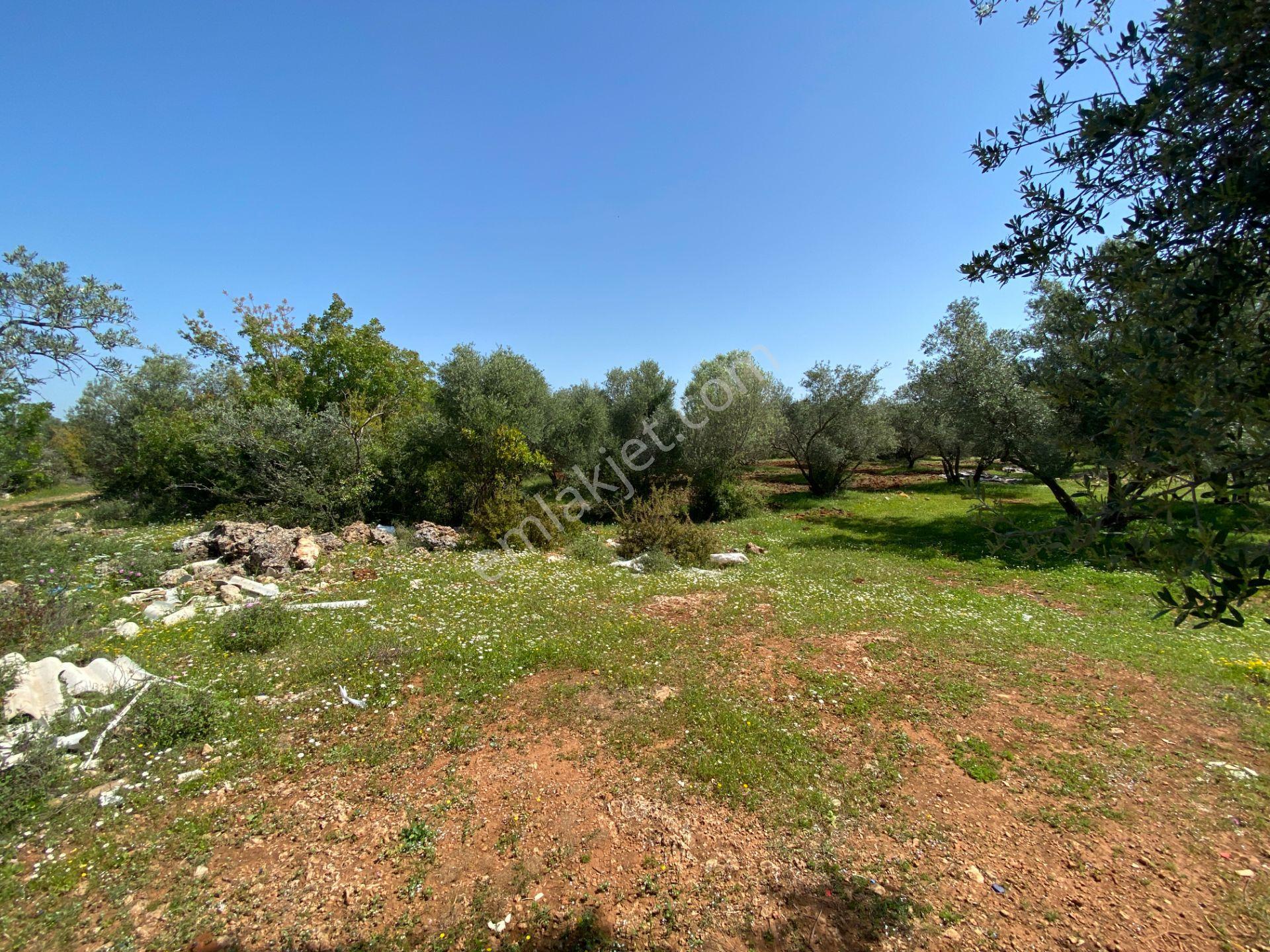 Kepez Çamlıca'da Satılık Zeytin Bahçeli Arazi (4413 M²) - Görsel 3