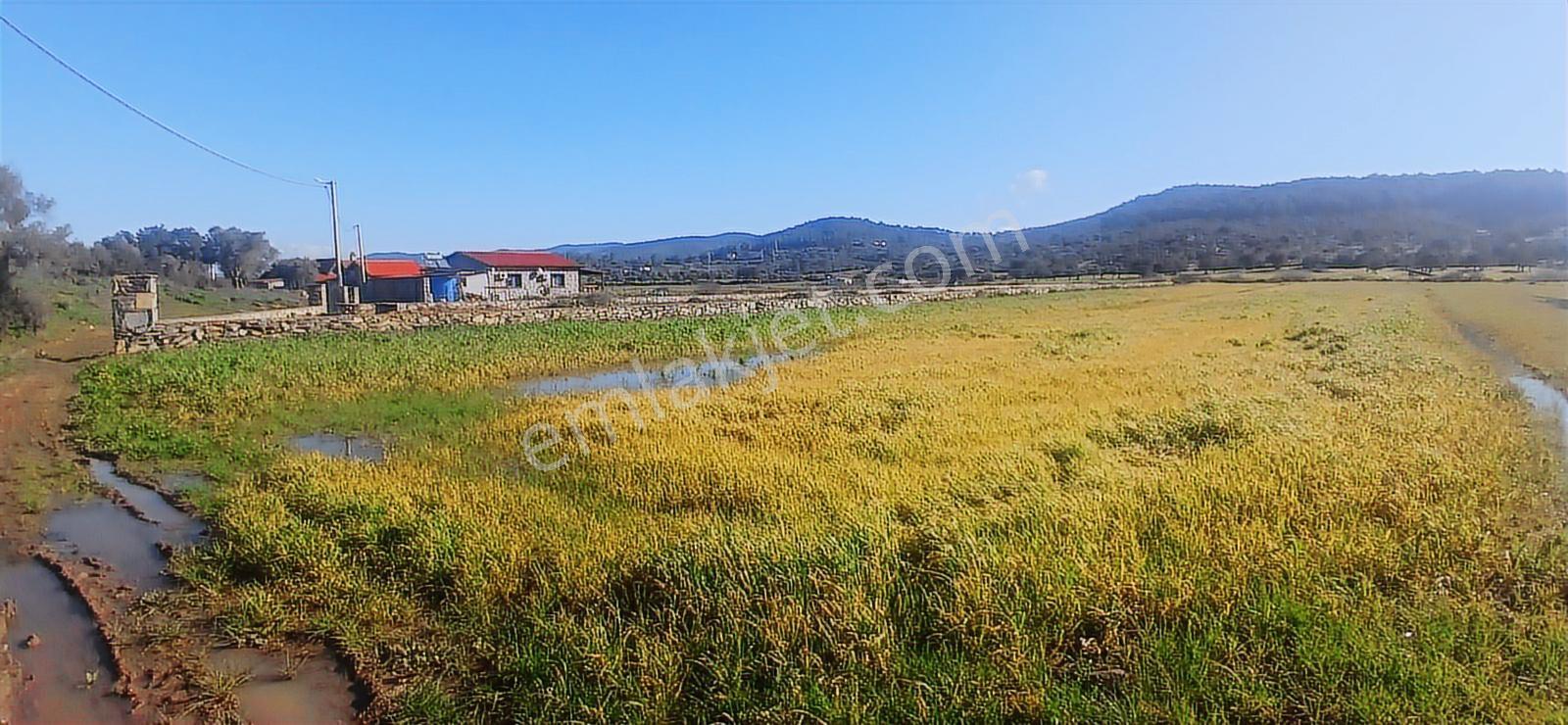 Milas Meşelikte Çiftlik Evi İmkanı 4338 M2 Yatırım Arazisi - Görsel 6