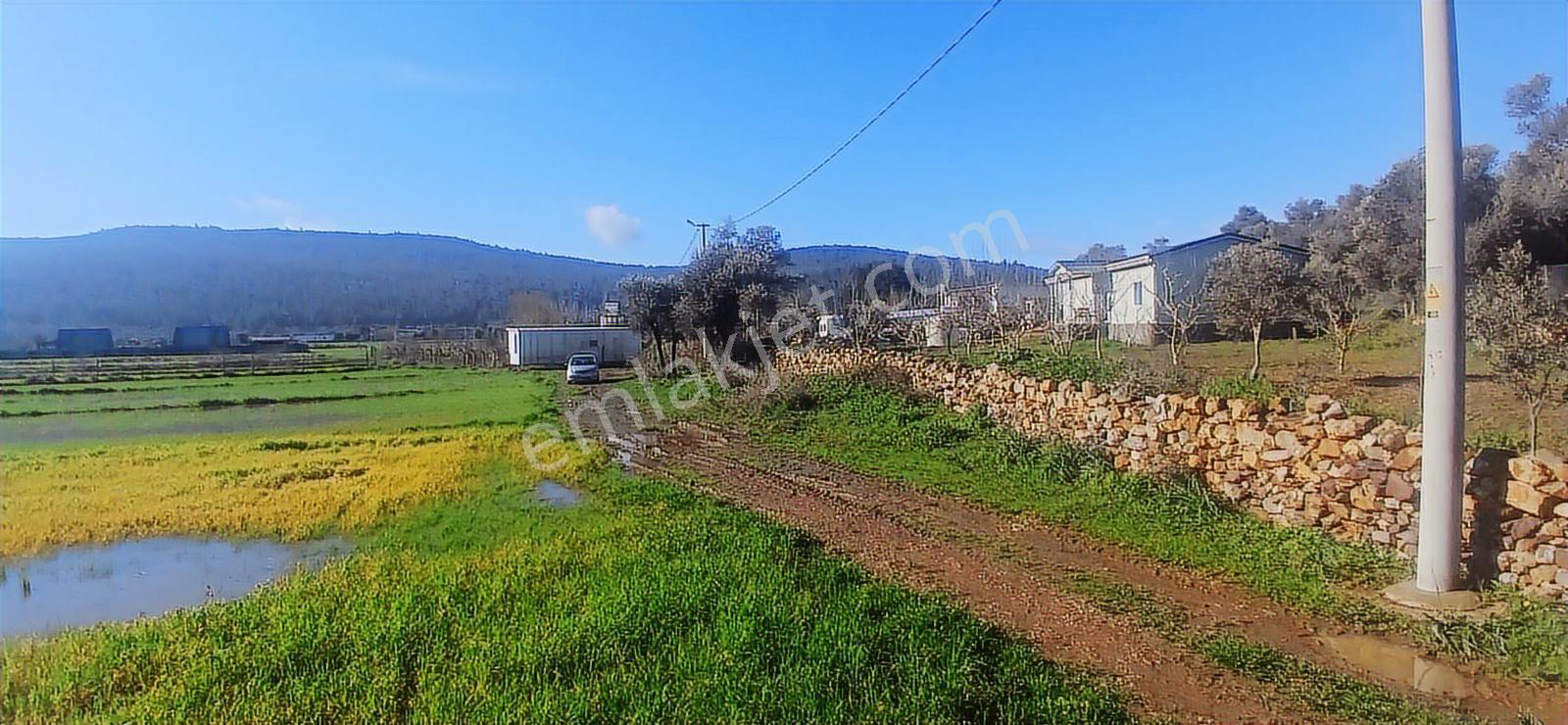 Milas Meşelikte Çiftlik Evi İmkanı 4338 M2 Yatırım Arazisi - Görsel 22