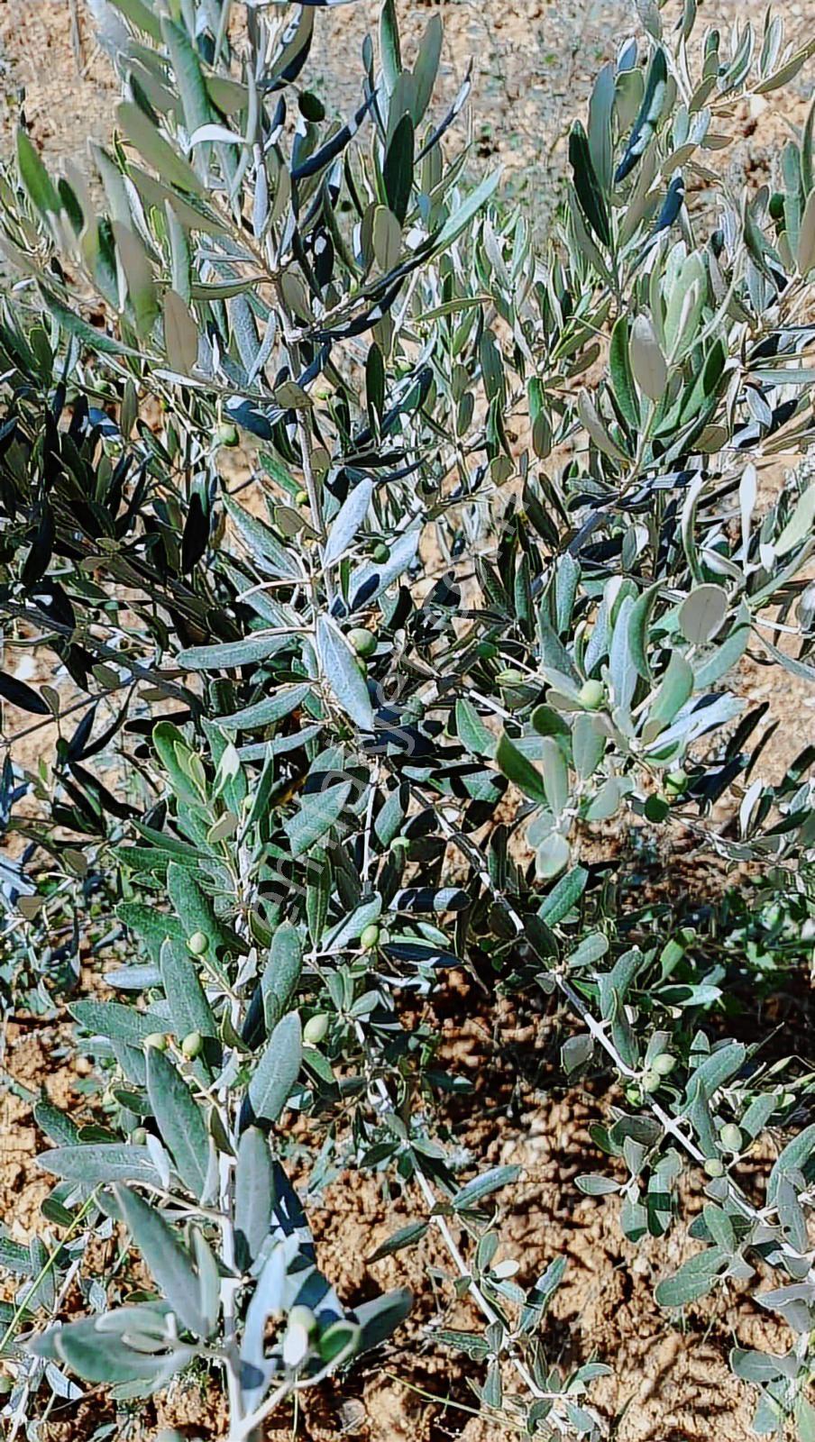 Buldan Karaköy De 37 Dönüm Zeytin Olan Fırsat Tarla