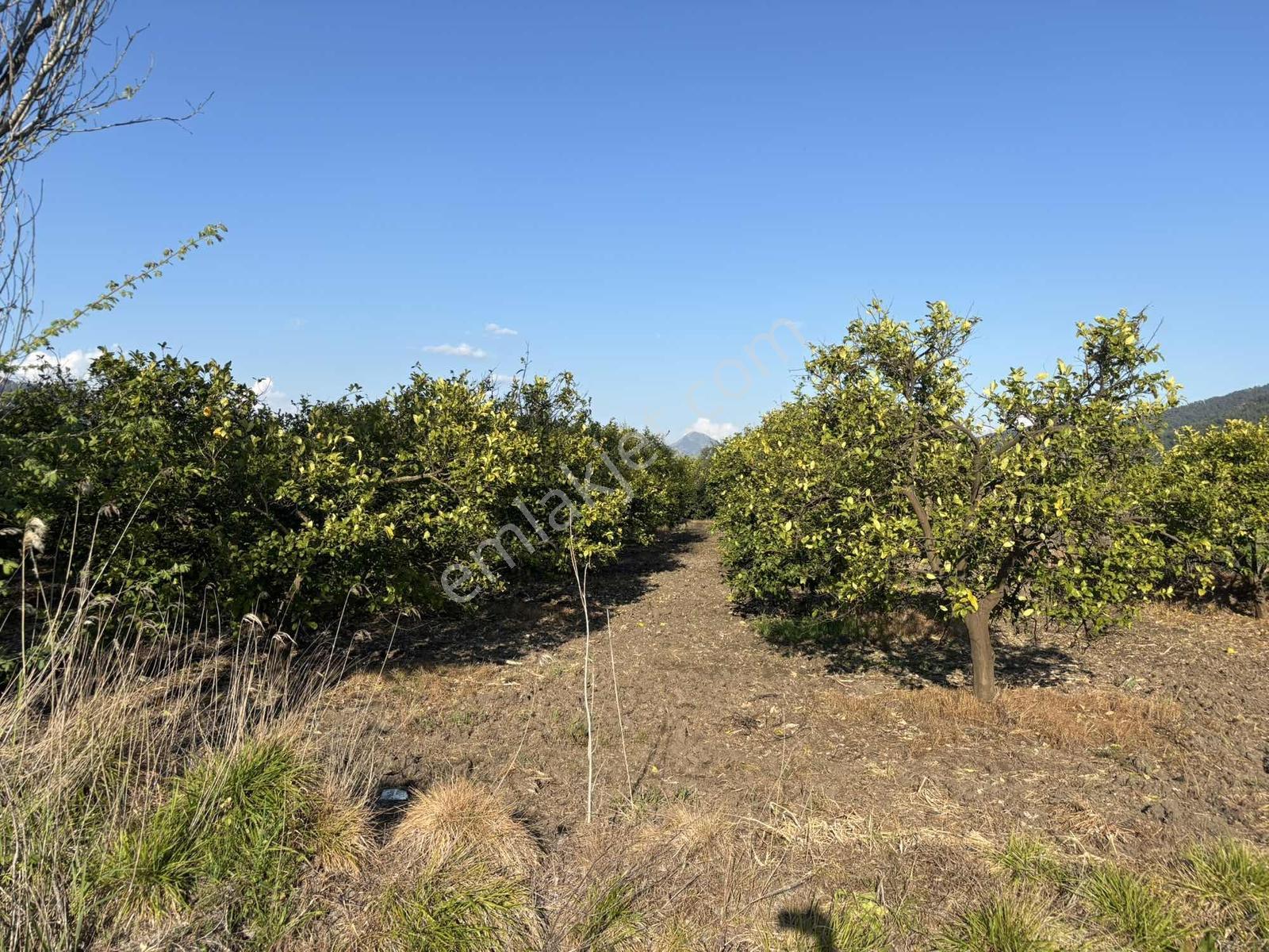 Nysa Emlak'tan 753 M2 / 250 M2 İnşaat İzinli Satılık Arsa - Görsel 7