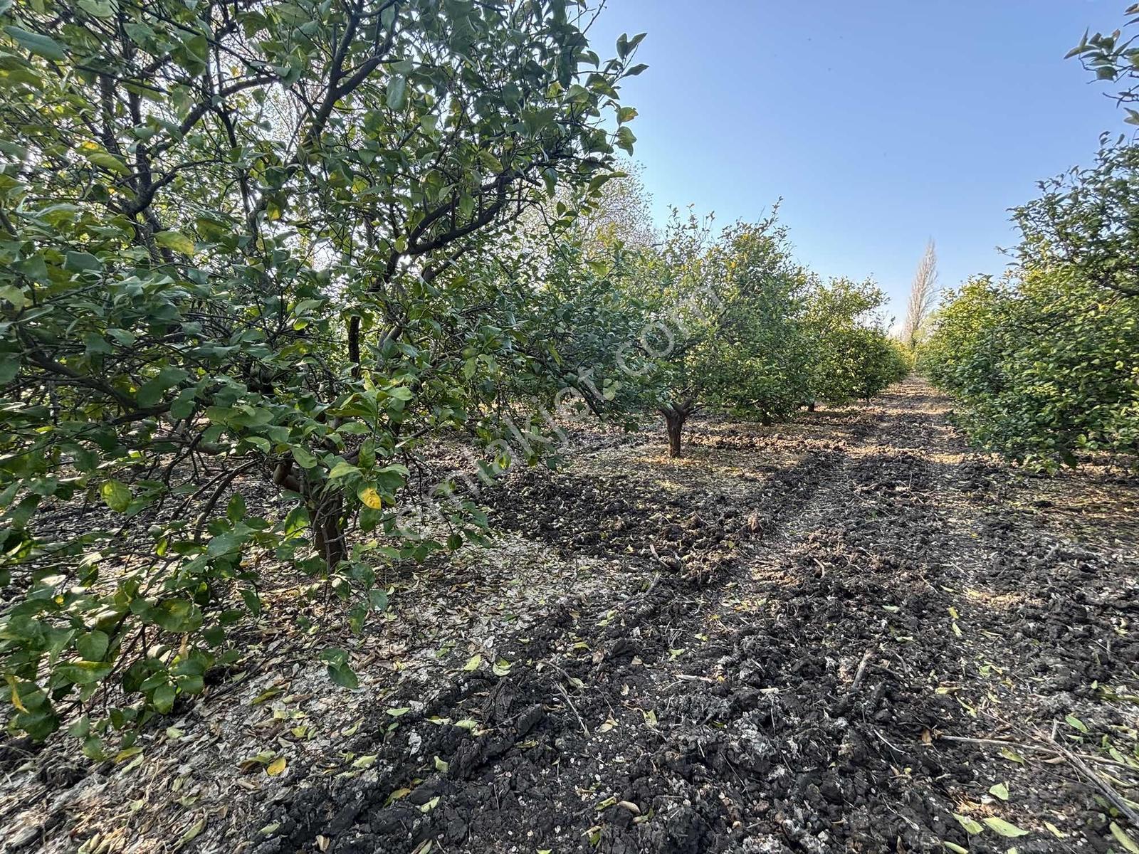 Nysa Emlak'tan 753 M2 / 250 M2 İnşaat İzinli Satılık Arsa - Görsel 10