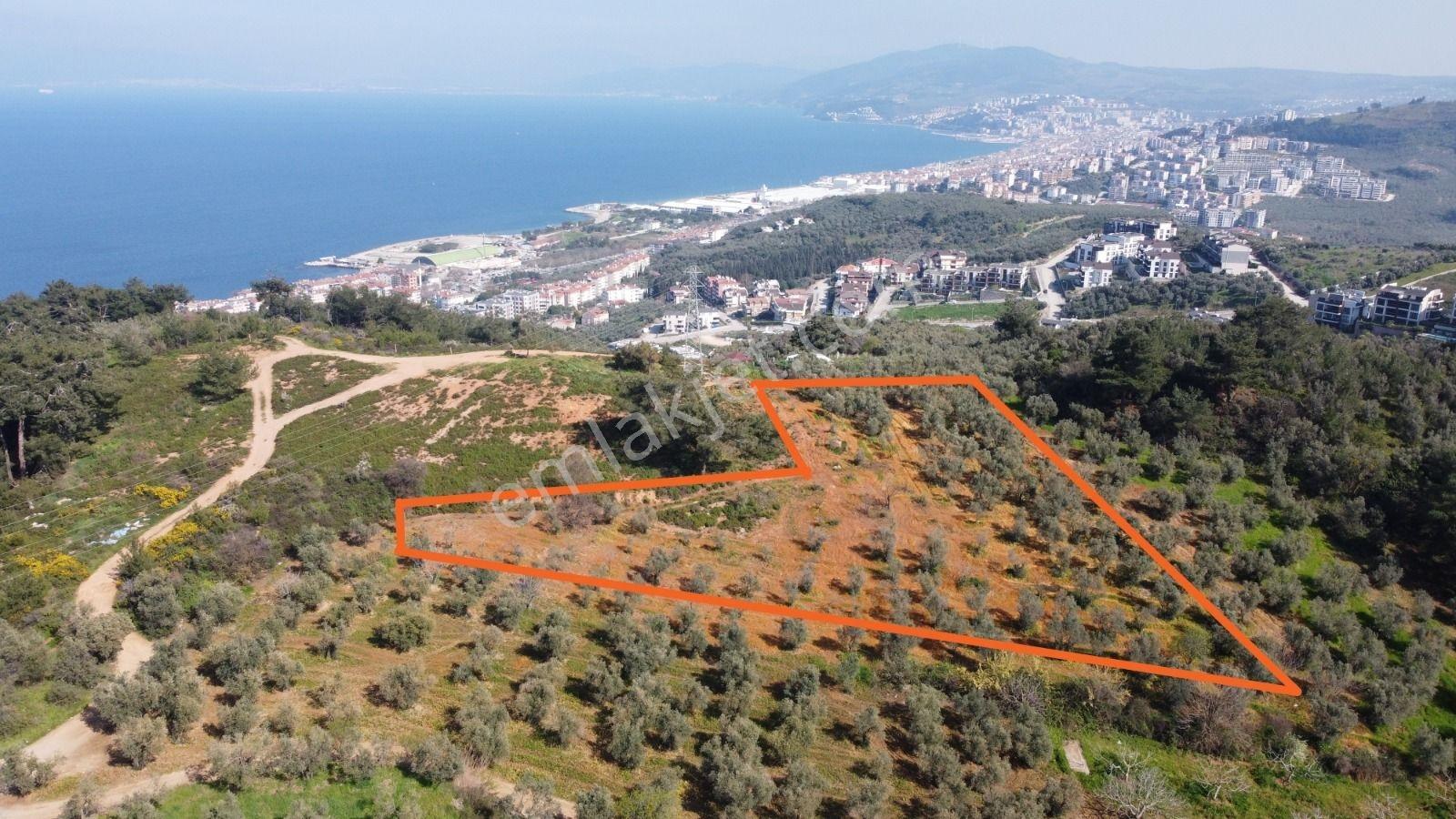 Anıl Emlak'tan Mudanya Ömerbey'de İmara Komşu 5196 M2 Zeytinlik - Görsel 2