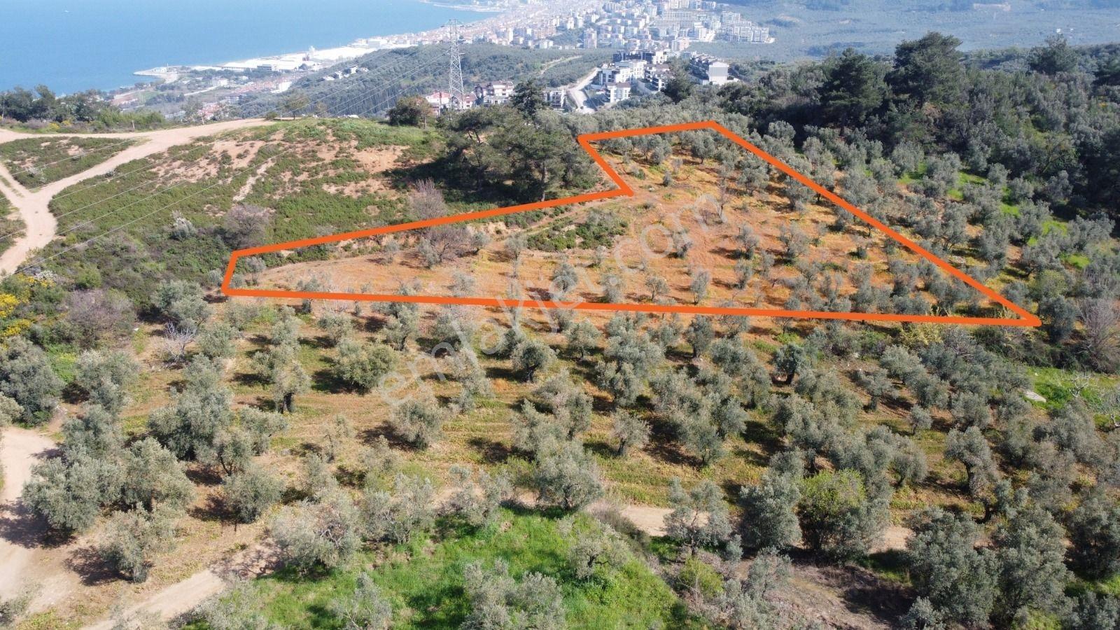 Anıl Emlak'tan Mudanya Ömerbey'de İmara Komşu 5196 M2 Zeytinlik - Görsel 3