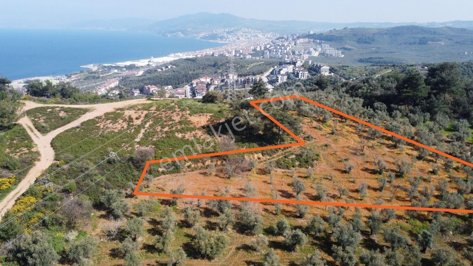 Anıl Emlak'tan Mudanya Ömerbey'de İmara Komşu 5196 M2 Zeytinlik - Görsel 4
