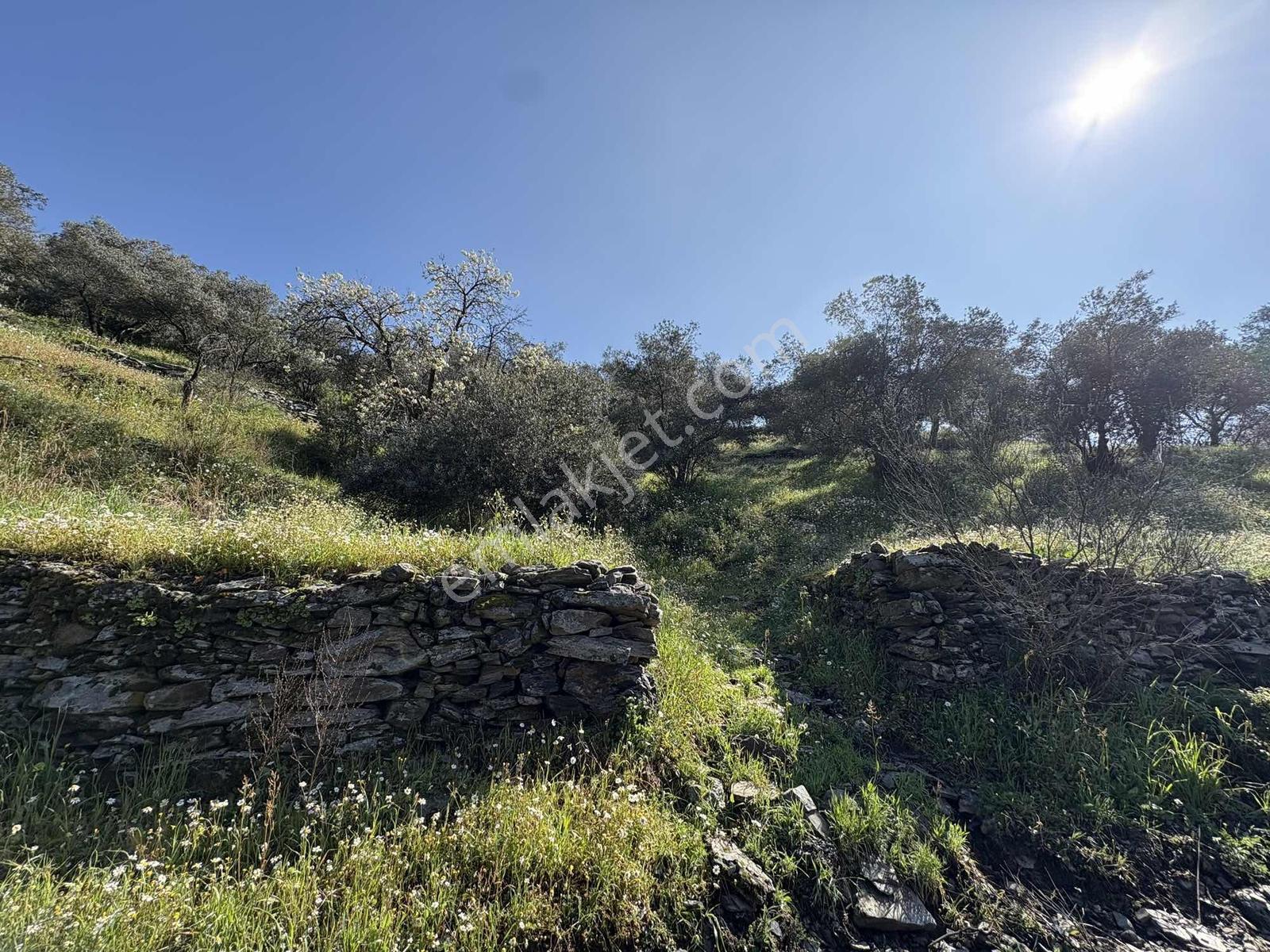 Muğla Menteşe Yeşilyurt Mah. 3.182 M2 Tarla - Görsel 8