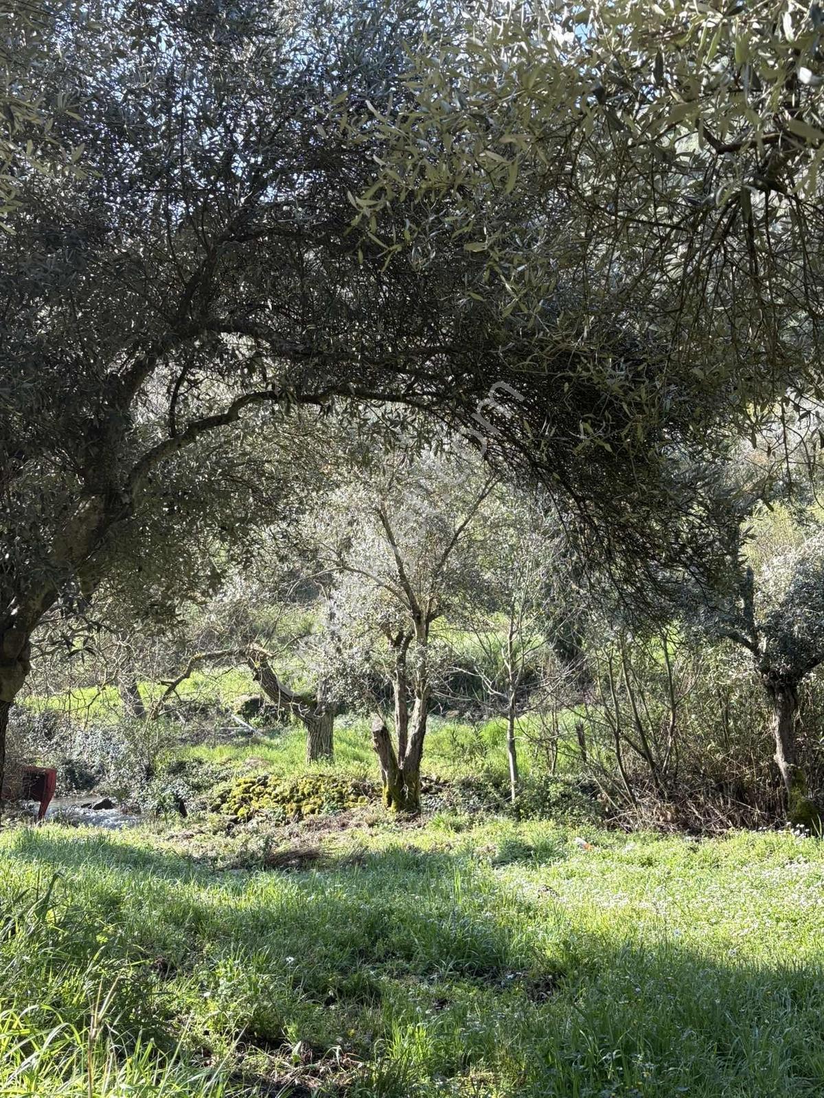 Muğla Menteşe Yeşilyurt Mah. 3.182 M2 Tarla - Görsel 18