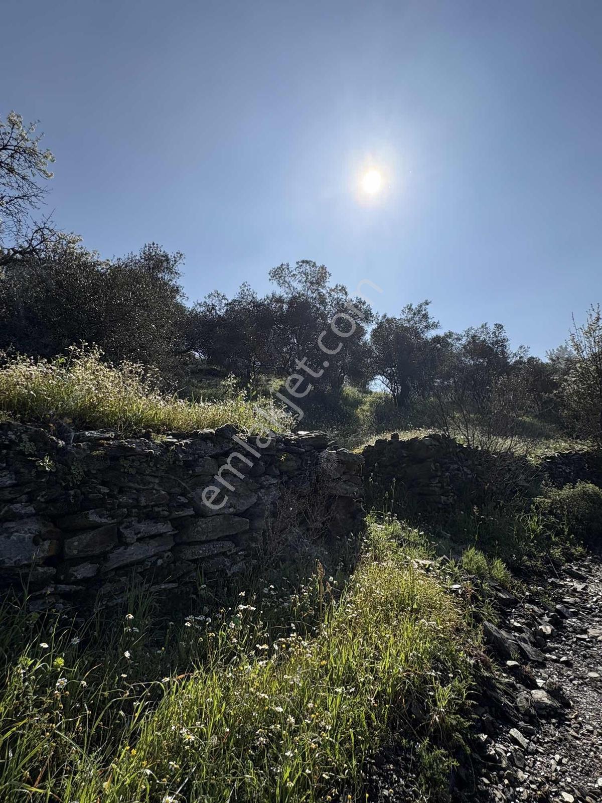 Muğla Menteşe Yeşilyurt Mah. 3.182 M2 Tarla - Görsel 9