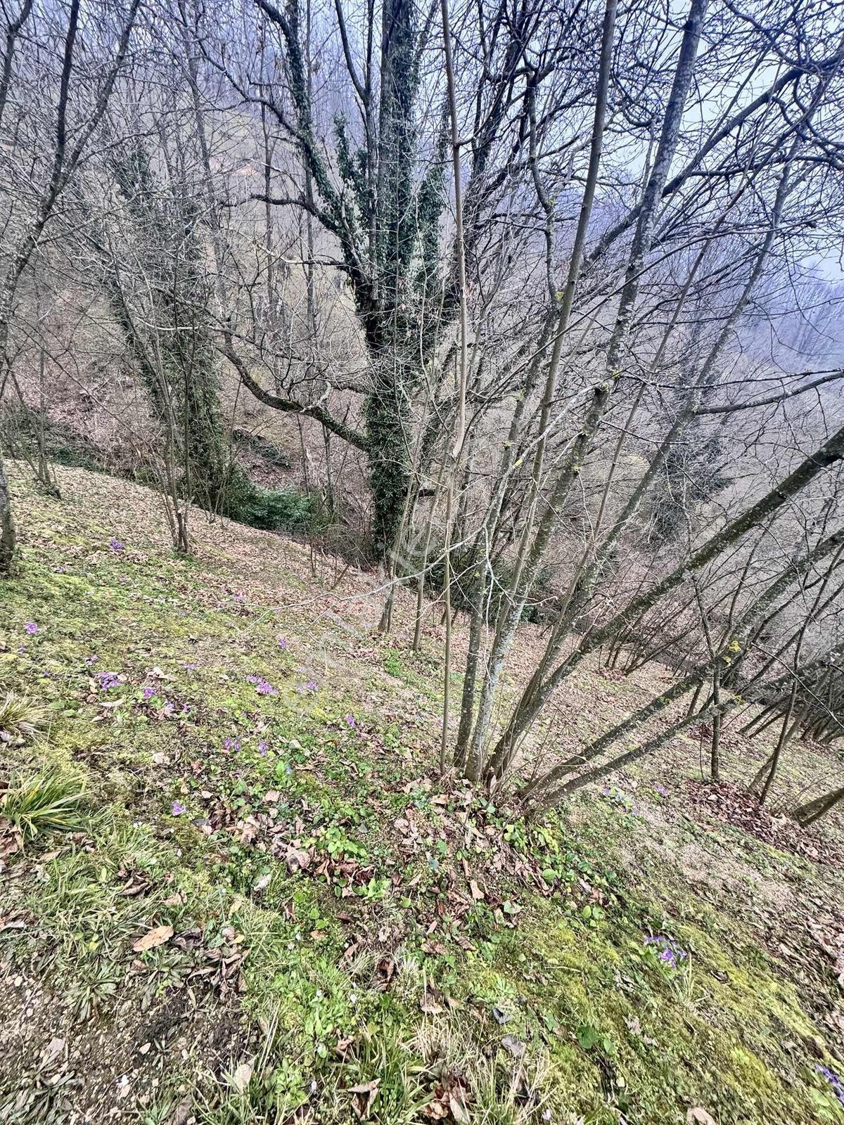 Sancak Emlaktan Ballıkayada 7734 M2 Delisavar Fındıklık - Görsel 11