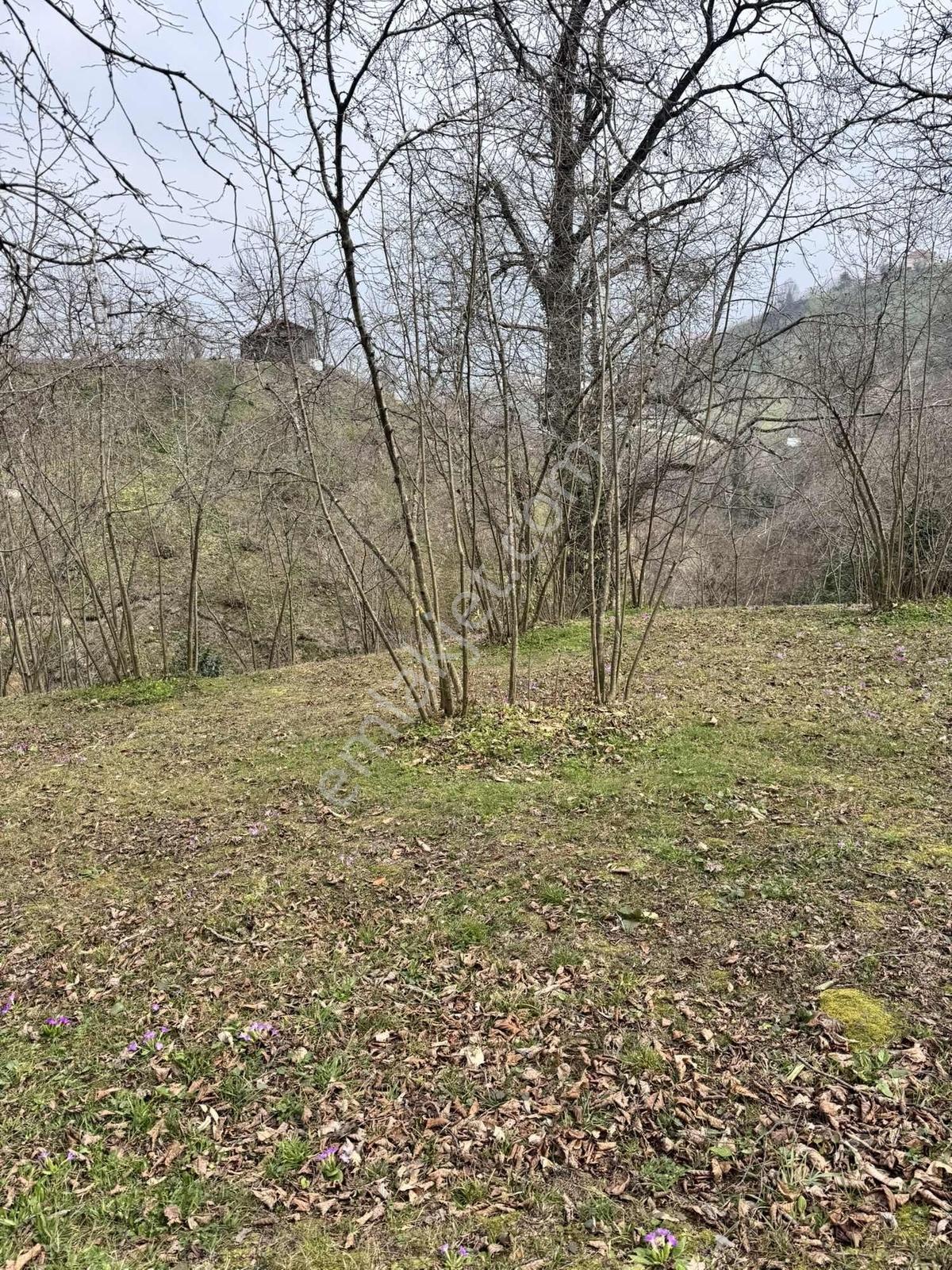 Sancak Emlaktan Ballıkayada 7734 M2 Delisavar Fındıklık - Görsel 8