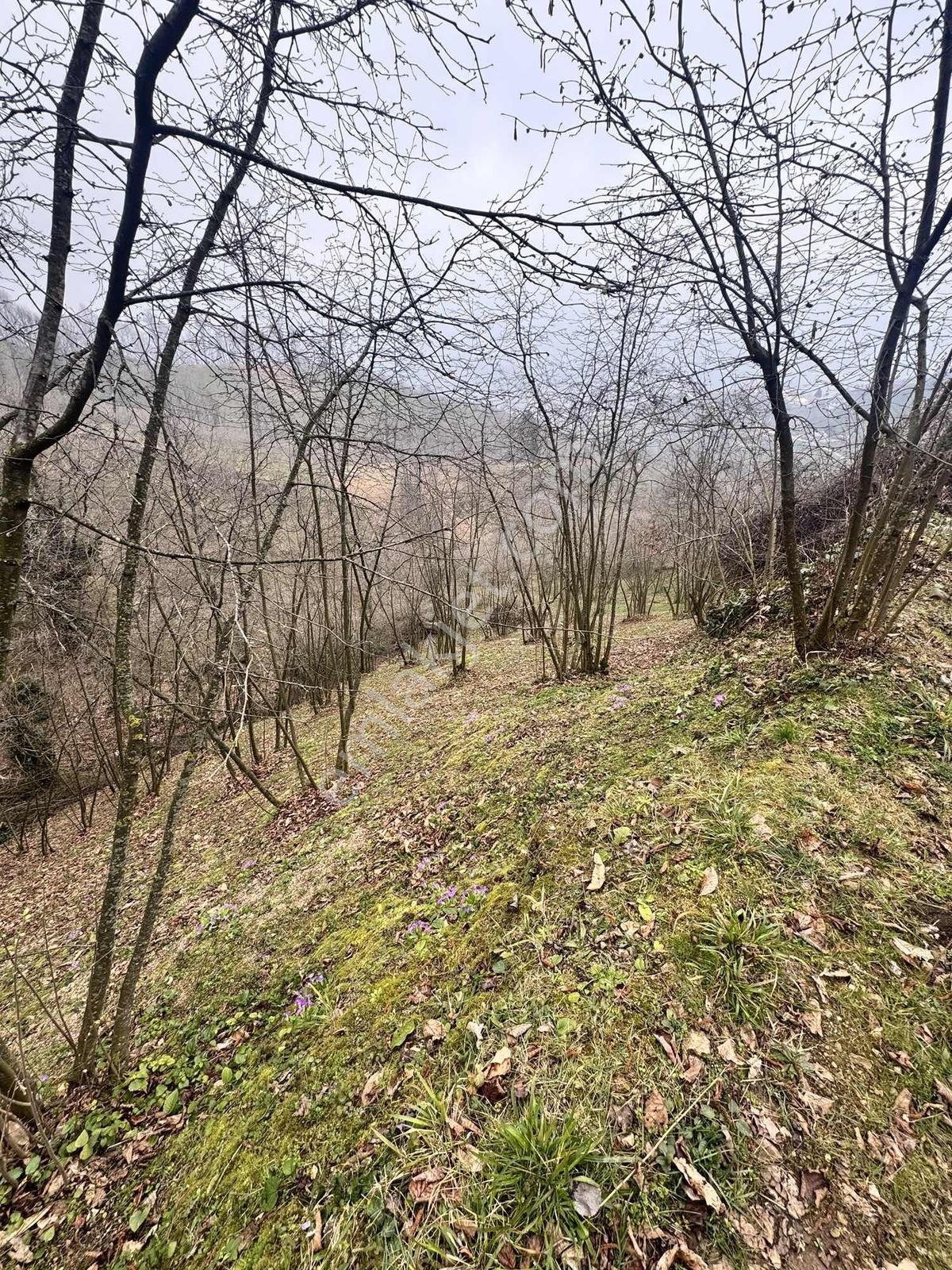 Sancak Emlaktan Ballıkayada 7734 M2 Delisavar Fındıklık - Görsel 10