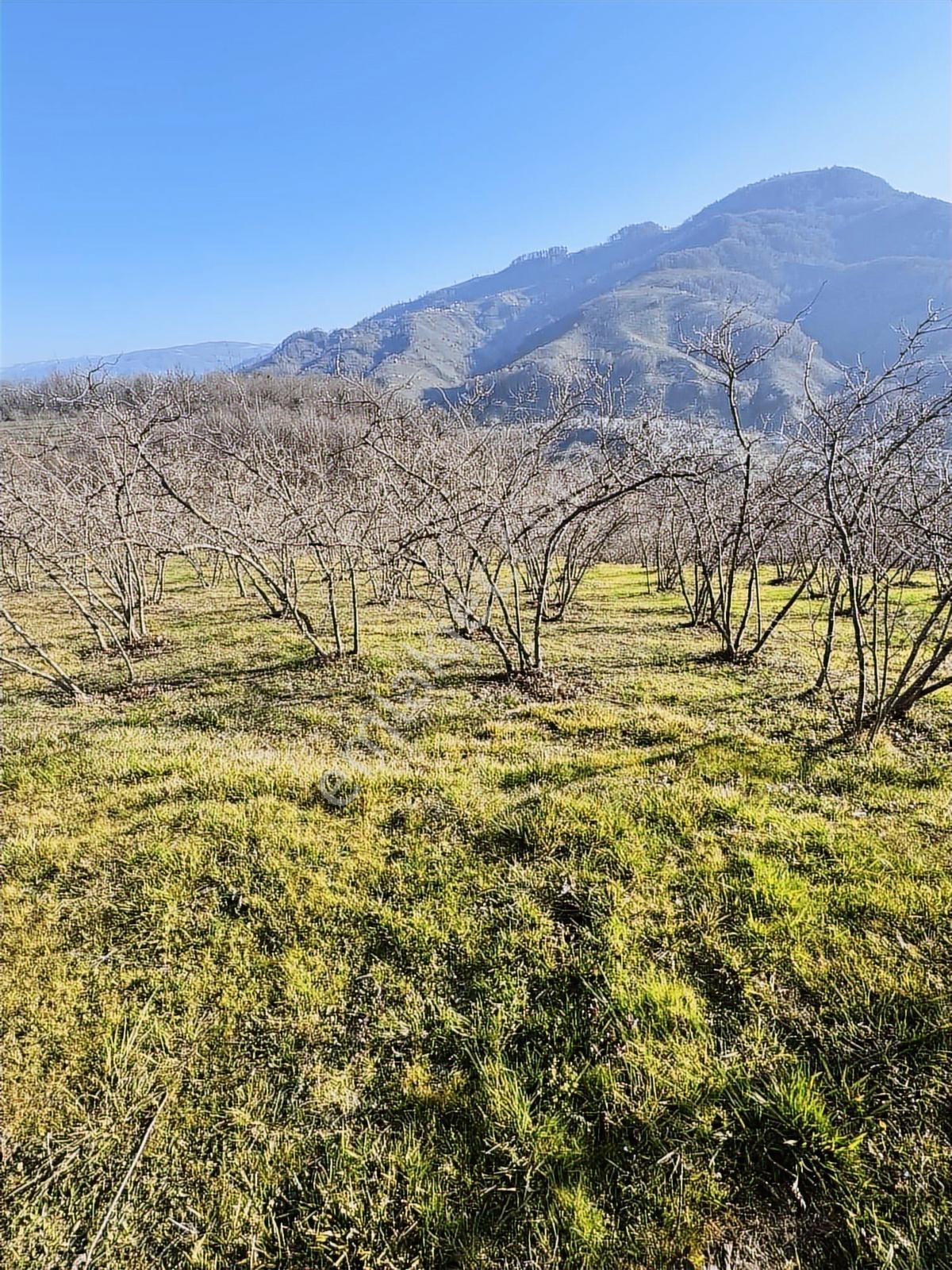Sancak Emlak'tan Topçu Sırtında 6362 M2 Satılık Fındık Bahçesi - Görsel 20