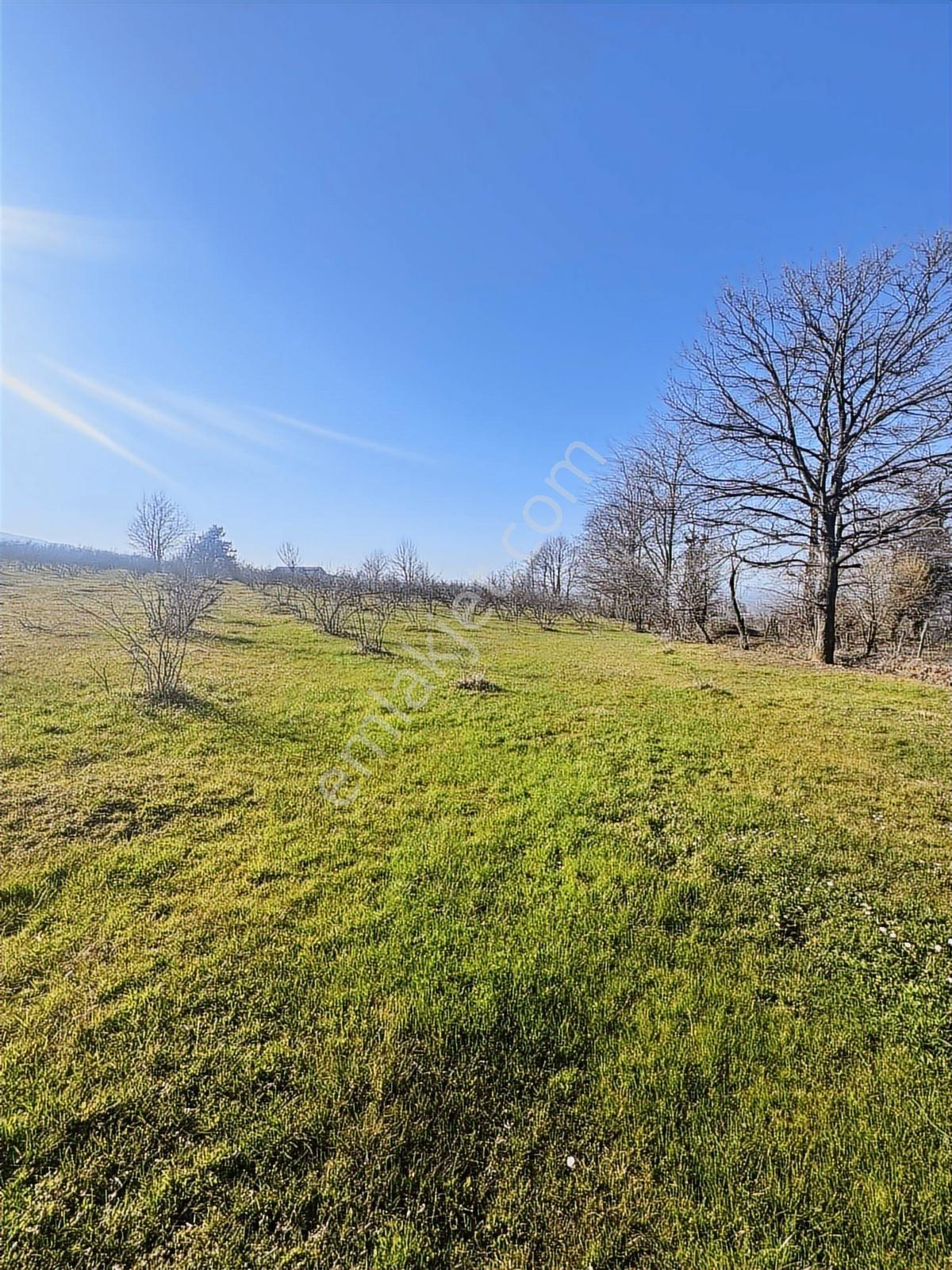 Sancak Emlak'tan Topçu Sırtında 6362 M2 Satılık Fındık Bahçesi - Görsel 9