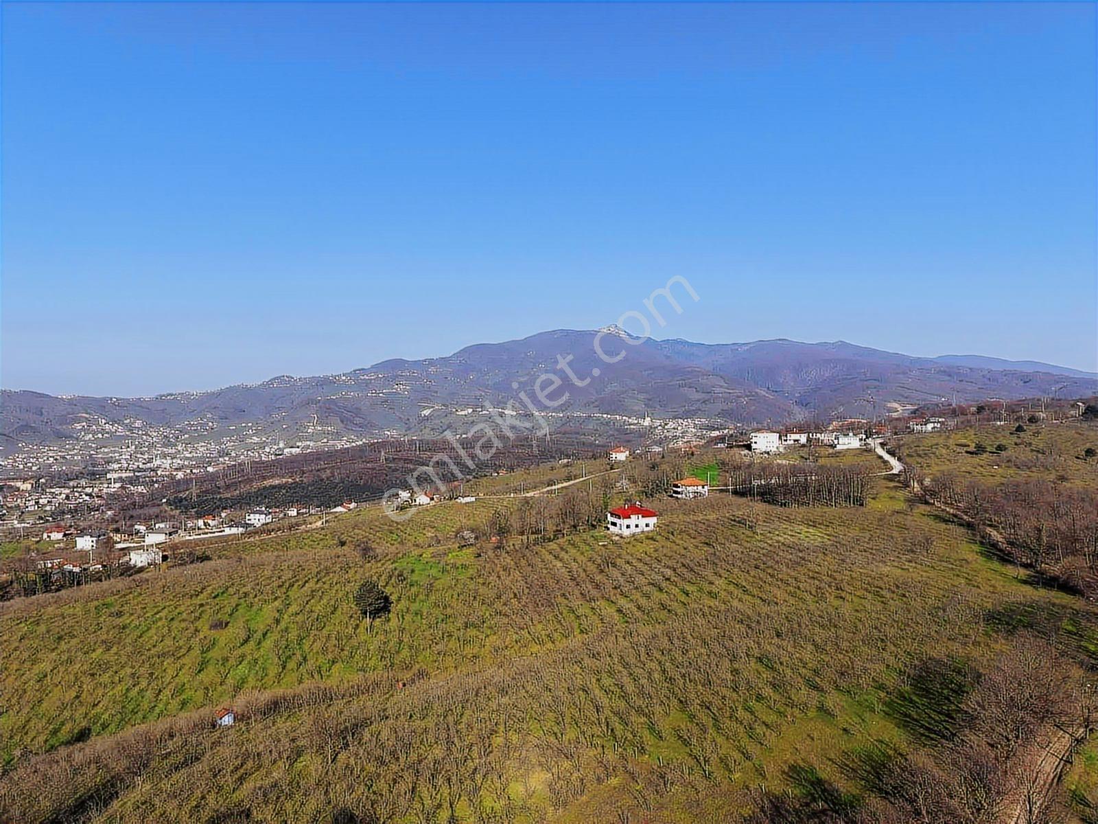Sancak Emlak'tan Topçu Sırtında 6362 M2 Satılık Fındık Bahçesi - Görsel 15