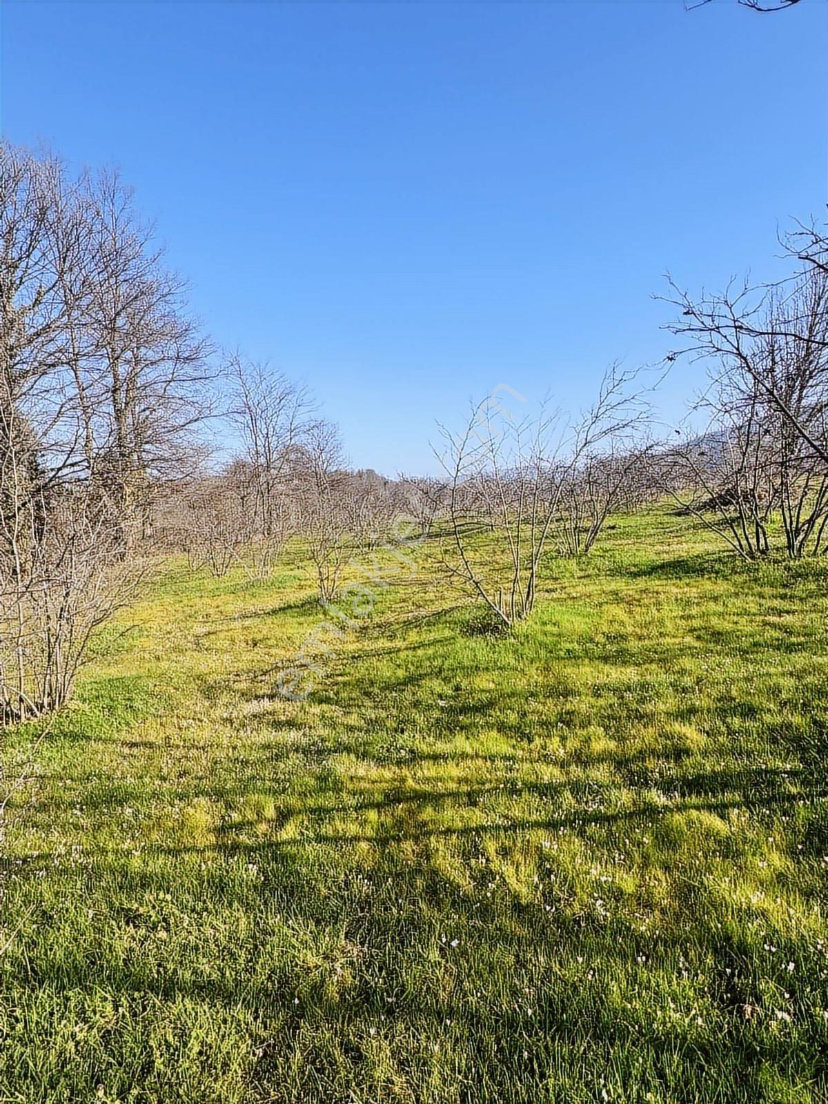 Sancak Emlak'tan Topçu Sırtında 6362 M2 Satılık Fındık Bahçesi - Görsel 4