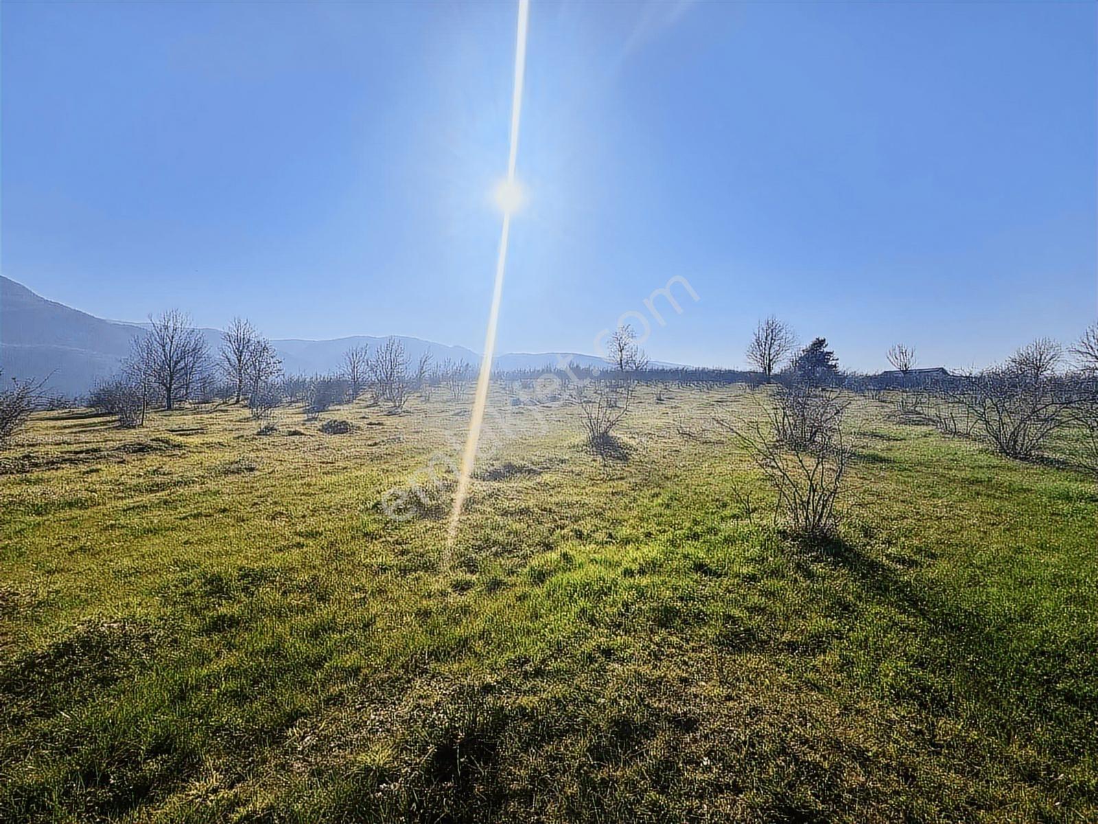 Sancak Emlak'tan Topçu Sırtında 6362 M2 Satılık Fındık Bahçesi - Görsel 16