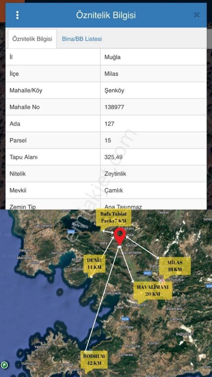 Milas Şenköy 325 M² Satılık Zeytinlik - Görsel 9