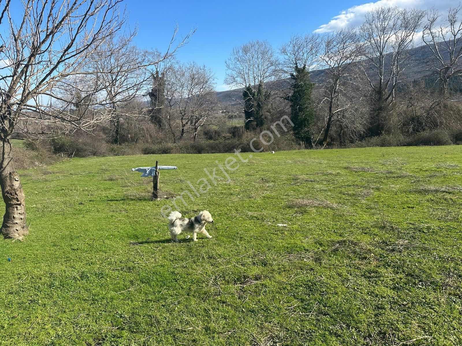 Karacabey Bayramdere ' De Satılık Tarla - Görsel 16
