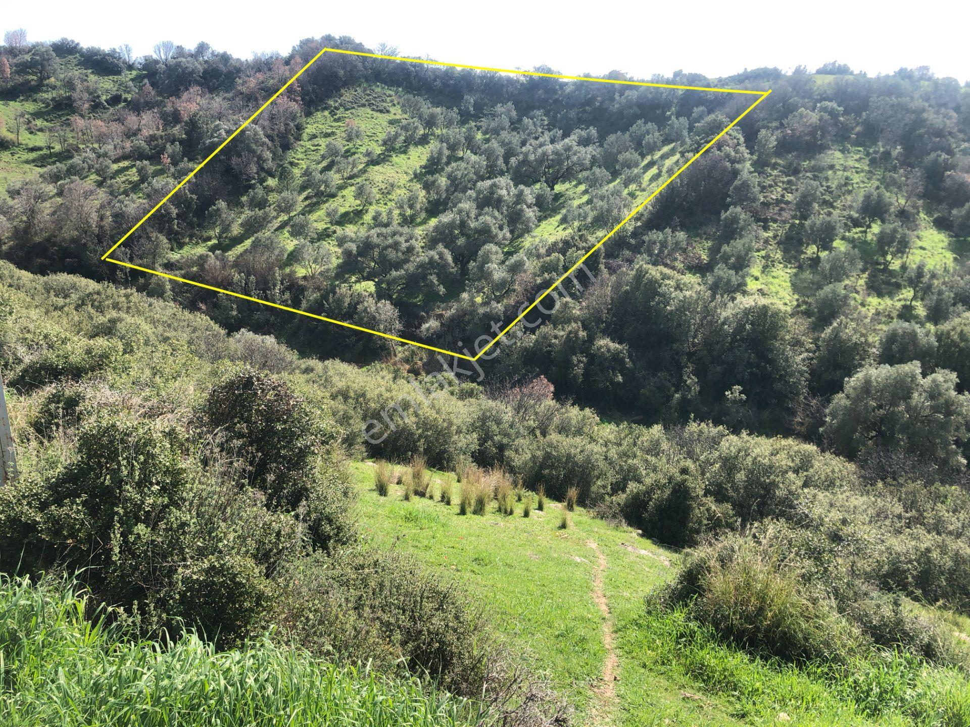 Kiraz Suludere Köyü'nde 5150 M2 Satılık Zeytinlik