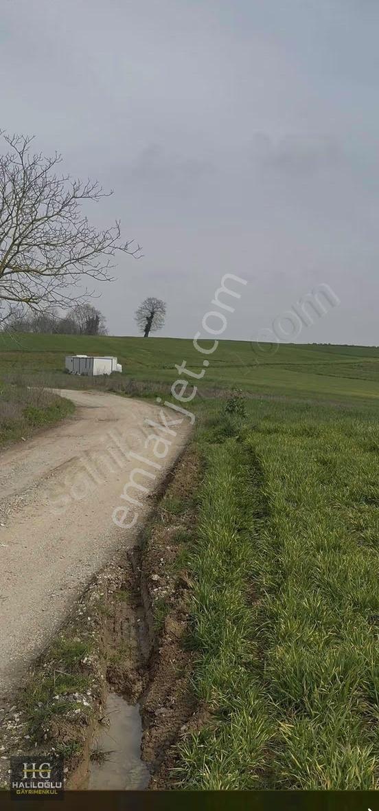 Söğütlü İmamlar Mh Yatırımlık Tarla - Görsel 5