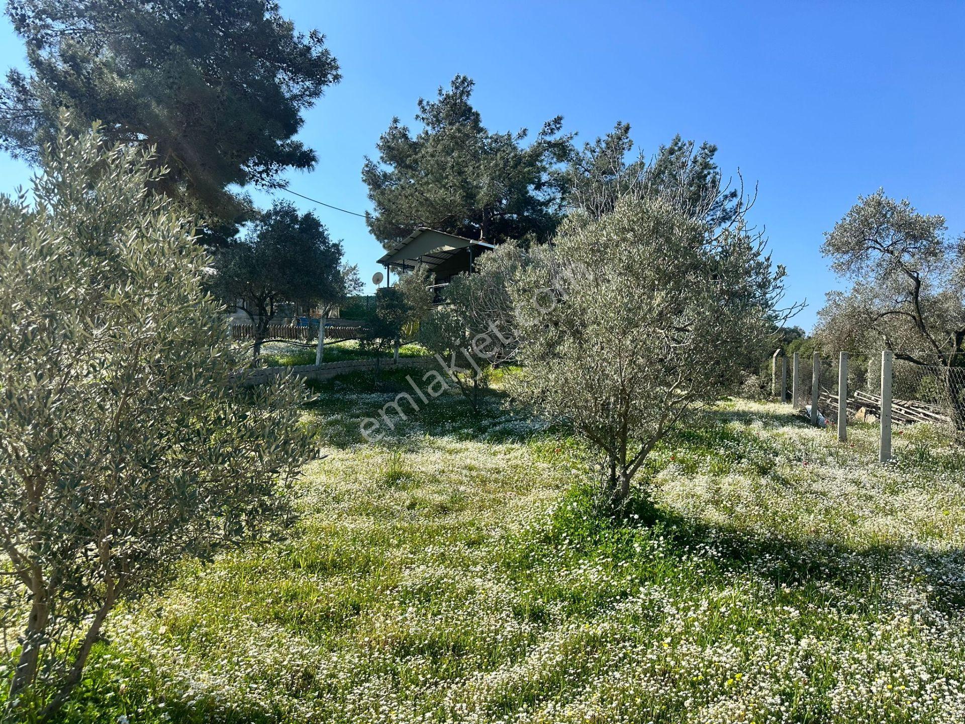 Kuş Sesleri İçinde Yazıbaşı'nda 500m2 Huzur Bahçesi.. - Görsel 7