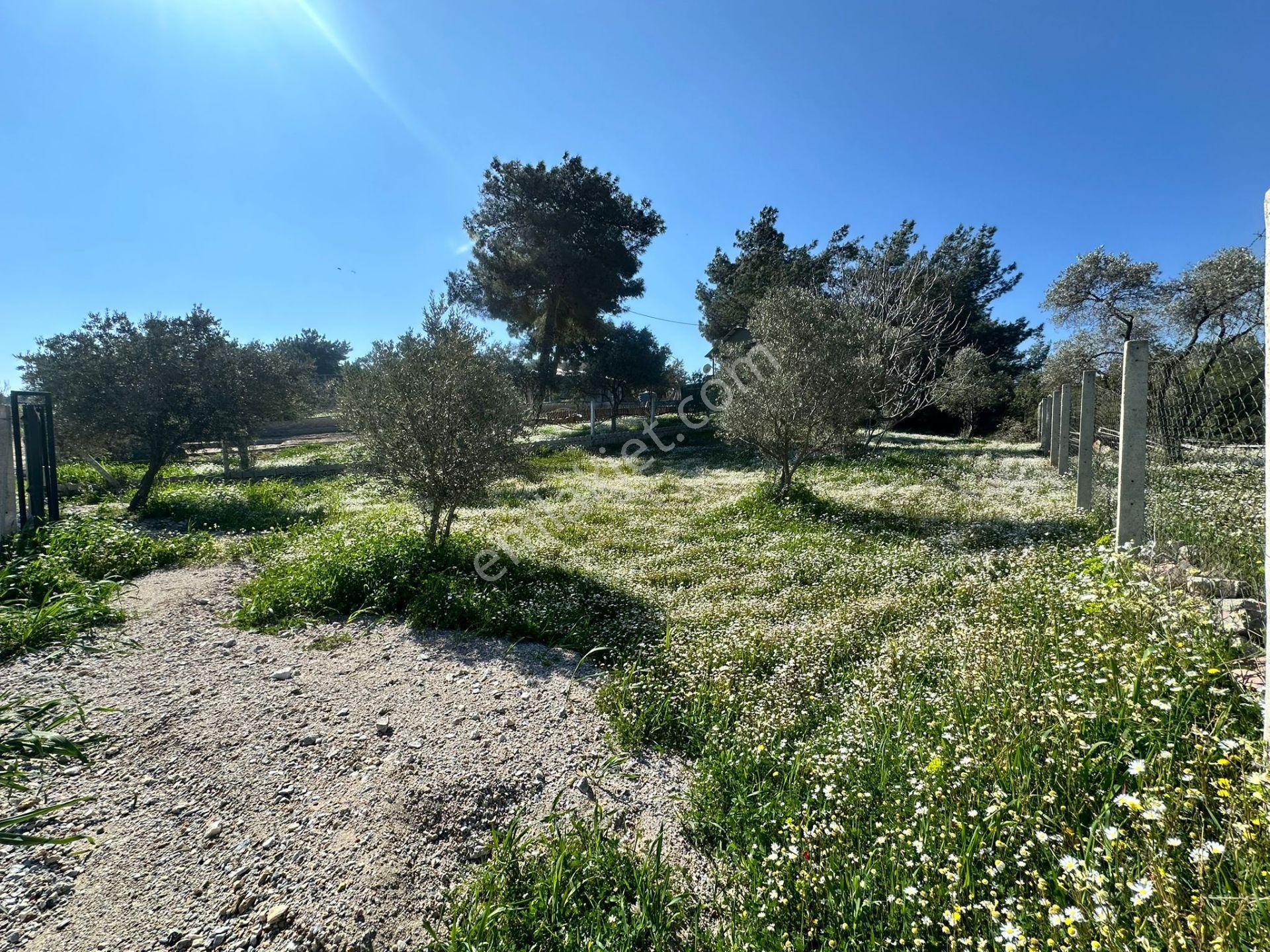 Kuş Sesleri İçinde Yazıbaşı'nda 500m2 Huzur Bahçesi.. - Görsel 9