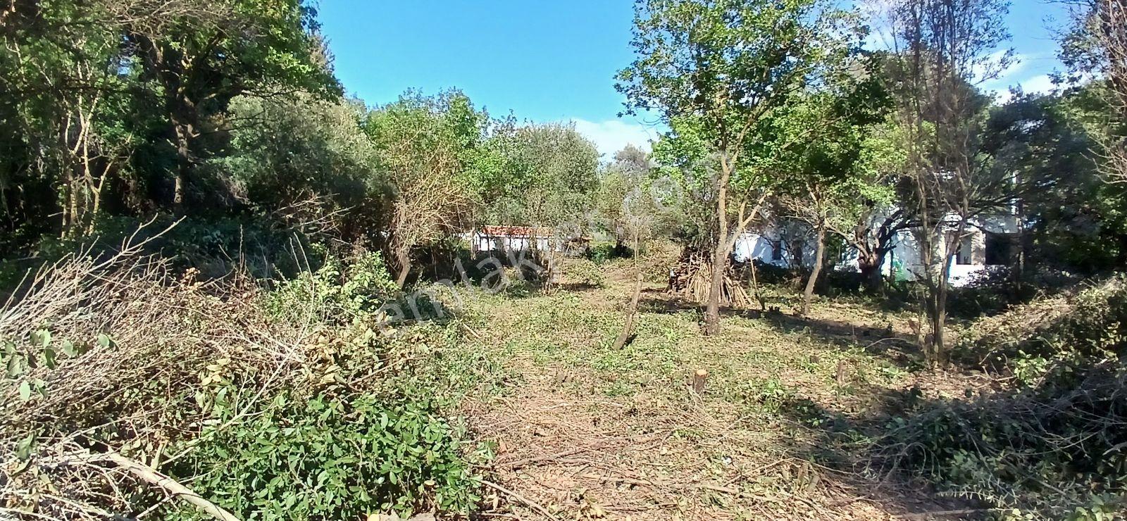 Bodrum Ortakentte 3.502 M² Hayalinizdeki Çiftlik Evi - Görsel 7