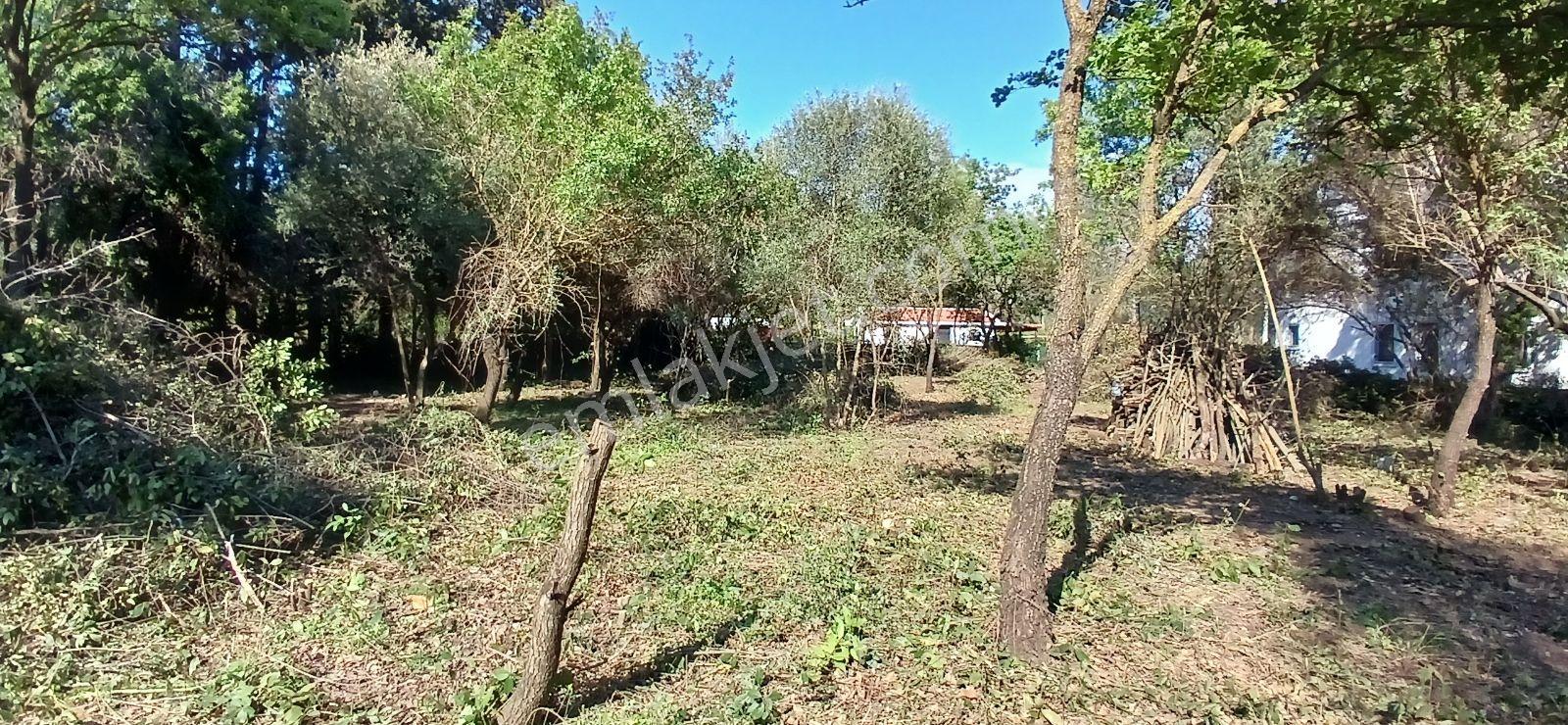 Bodrum Ortakentte 3.502 M² Hayalinizdeki Çiftlik Evi - Görsel 21