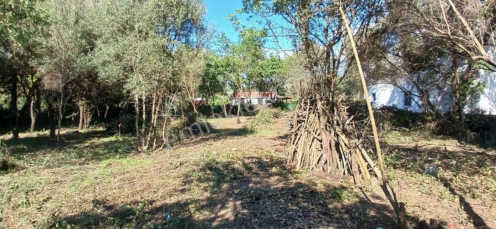 Bodrum Ortakentte 3.502 M² Hayalinizdeki Çiftlik Evi - Görsel 26