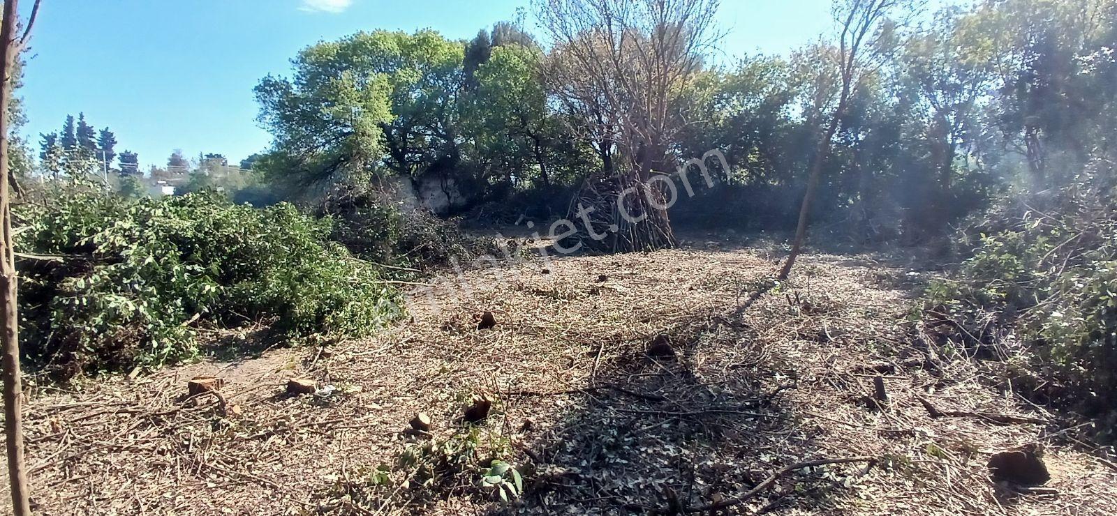 Bodrum Ortakentte 3.502 M² Hayalinizdeki Çiftlik Evi - Görsel 9