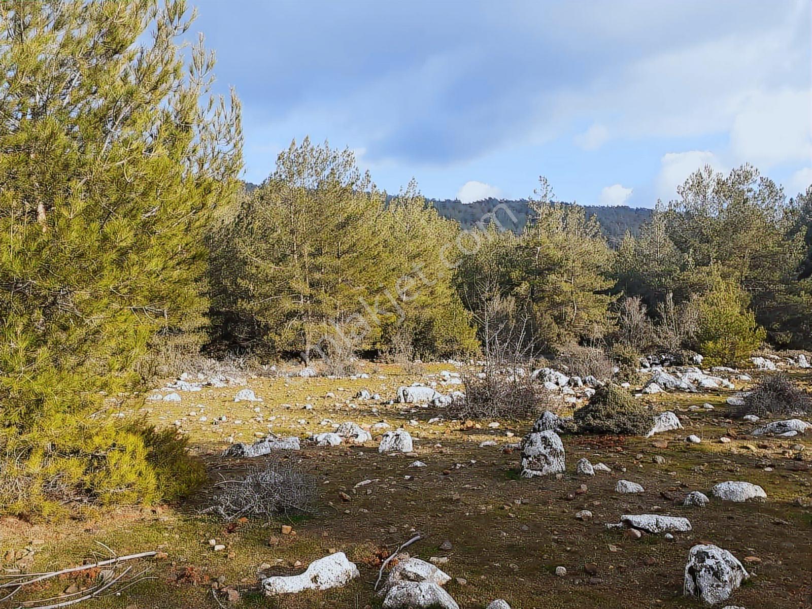 Yatağan Bencik Yenide 9.682m² Satılık Tarla - Görsel 2