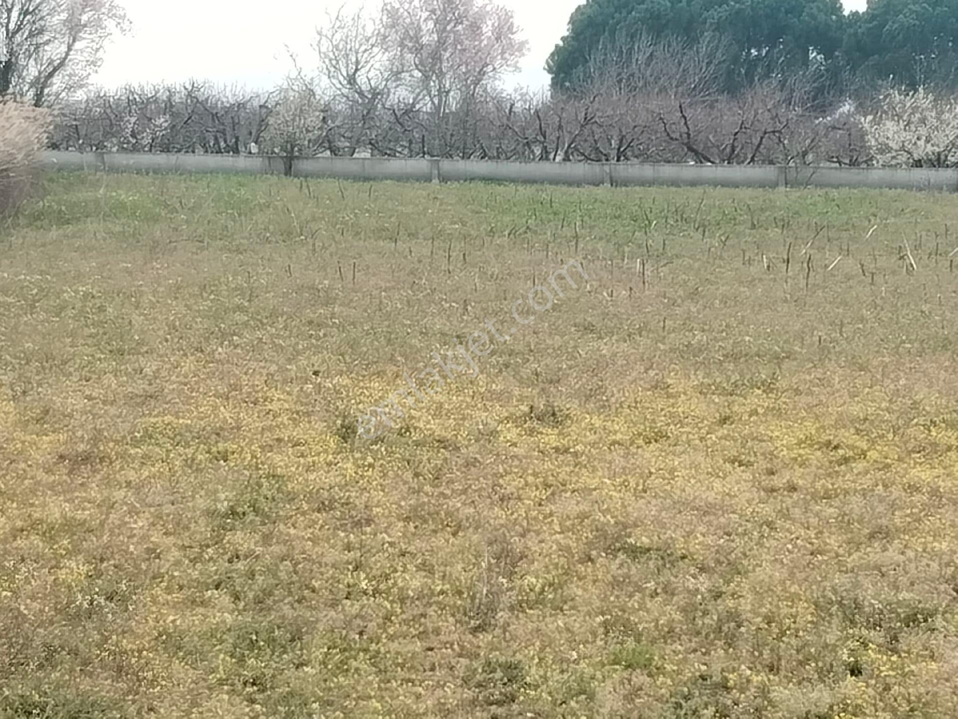 Aldın Aldın Çanakkale Ezıne Ilçesının En Ucuz Hesaplısı Merkez Ilçe Ye Çok Yakın - Görsel 16