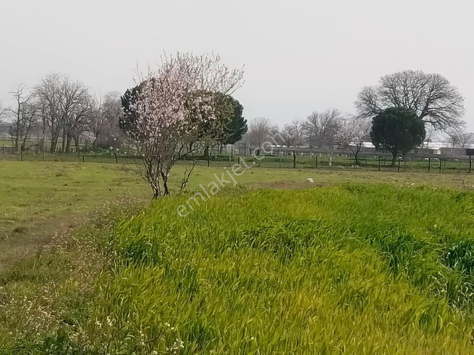 Aldın Aldın Çanakkale Ezıne Ilçesının En Ucuz Hesaplısı Merkez Ilçe Ye Çok Yakın - Görsel 24