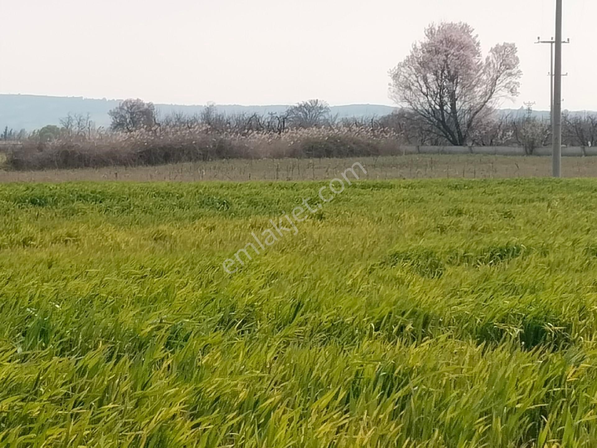Aldın Aldın Çanakkale Ezıne Ilçesının En Ucuz Hesaplısı Merkez Ilçe Ye Çok Yakın - Görsel 22