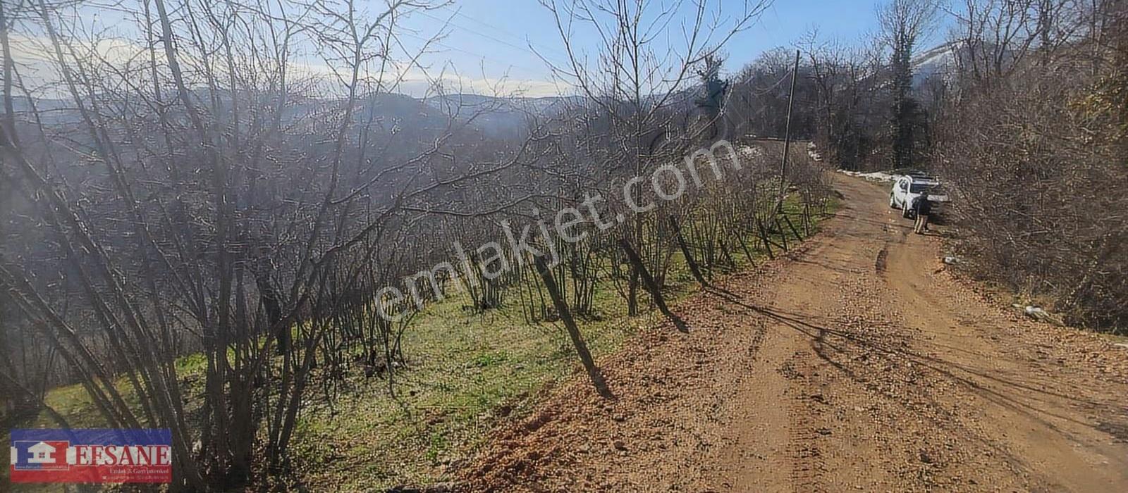 Fatsa Oluklu'da 7 Dönüm Satılık Fındık Bahçesi